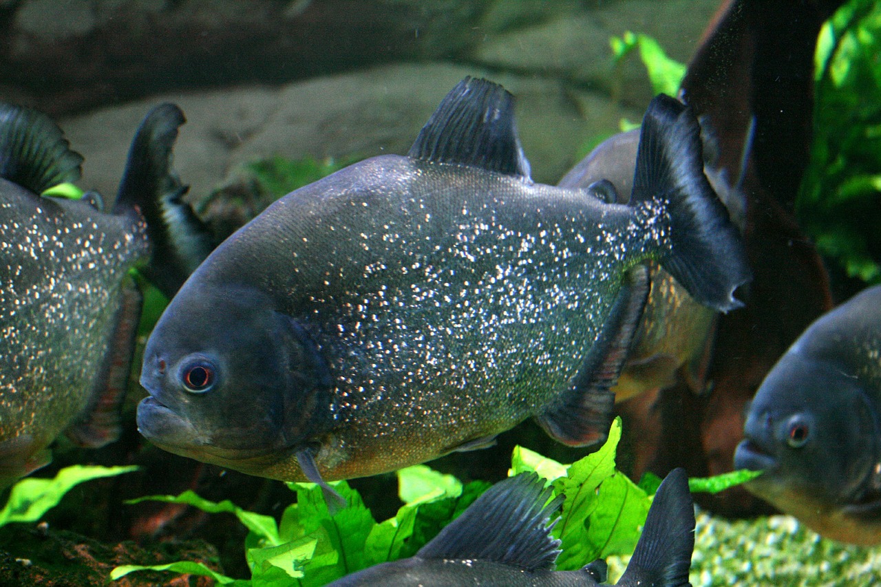 piranha red bellied fish free photo