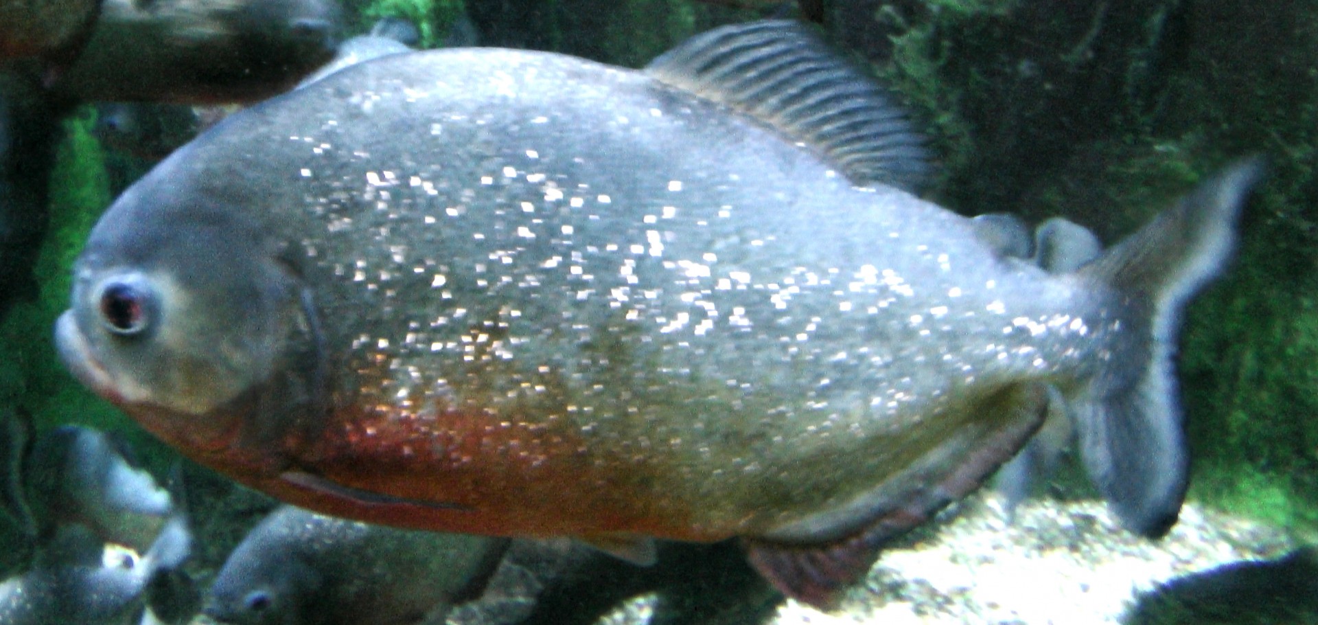 piranha fish freshwater free photo