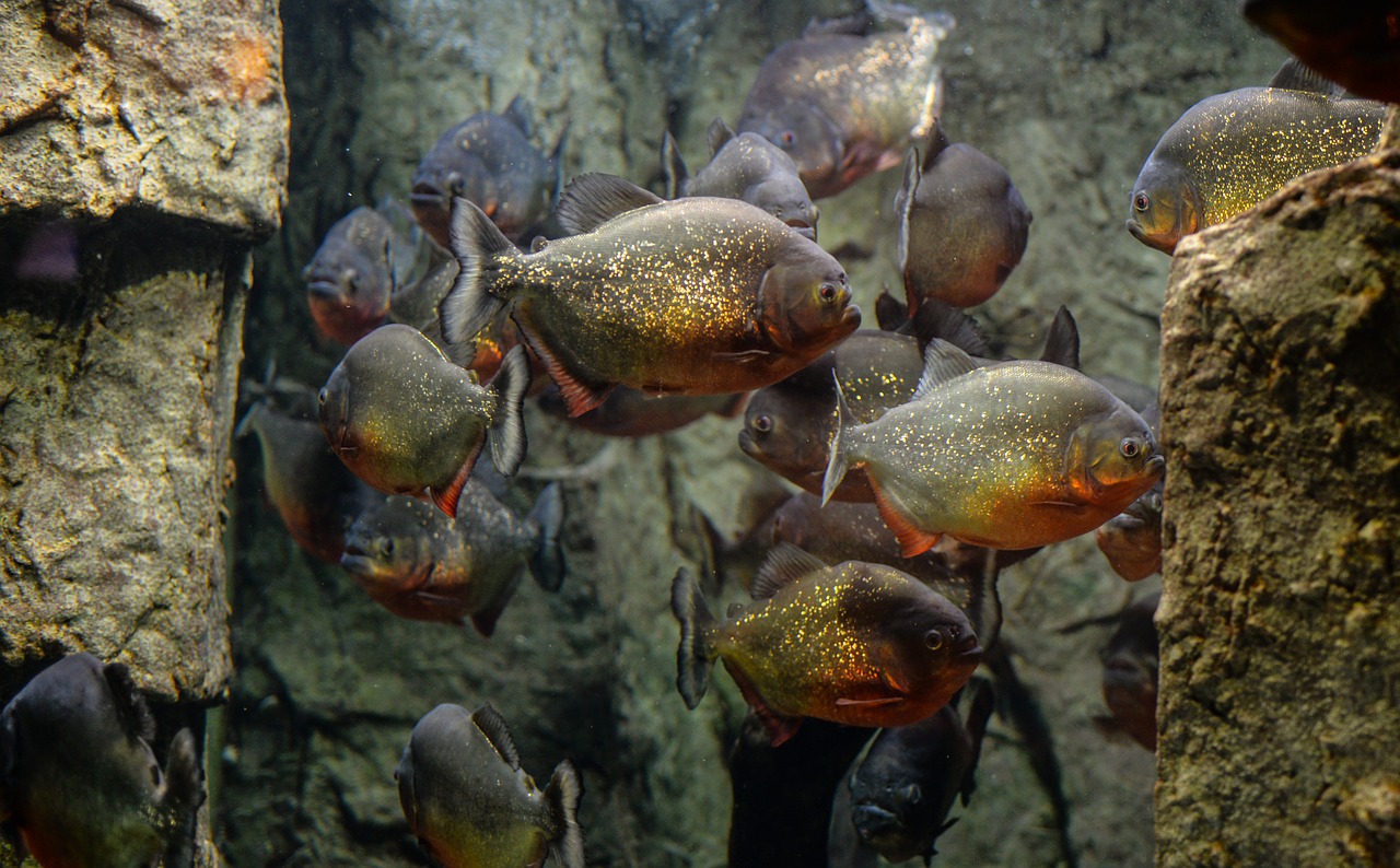 piranhas fish aquarium free photo
