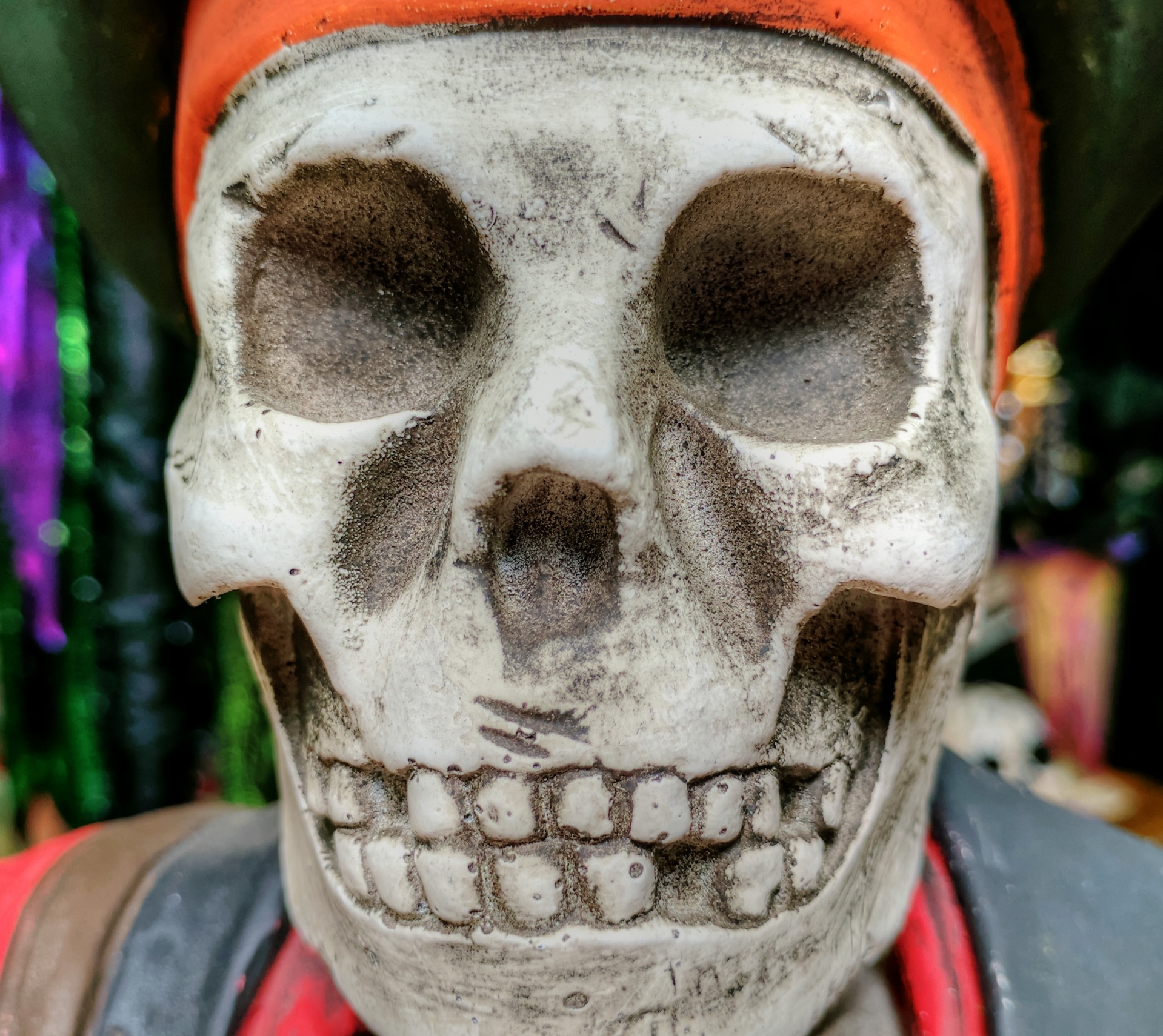 halloween skull skeleton free photo