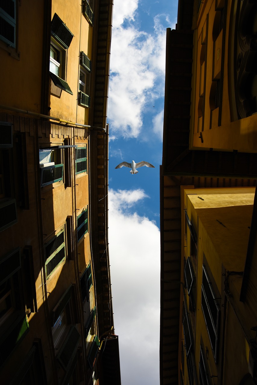 pisa seagull city free photo