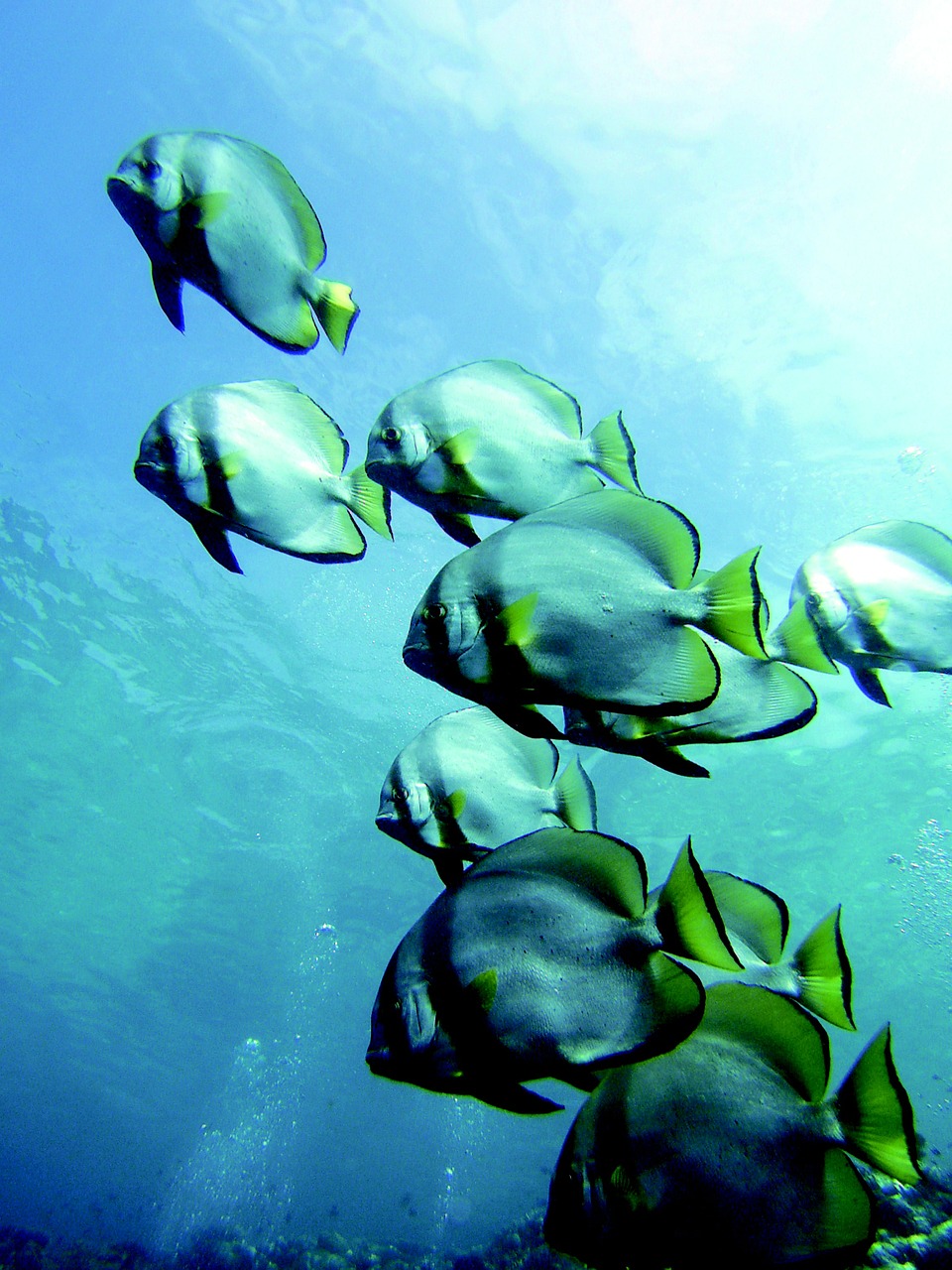 pisces fish underwater life free photo
