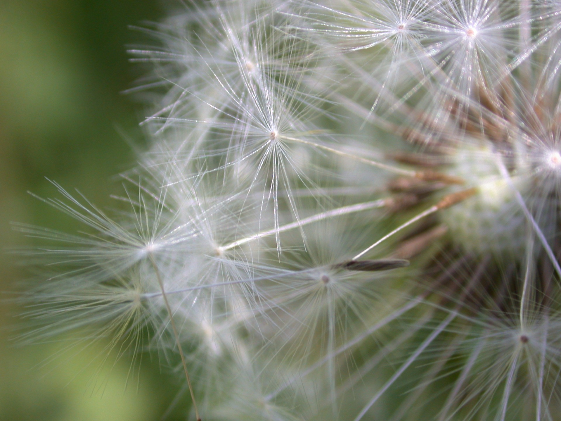 seeds dandelion reproduction free photo