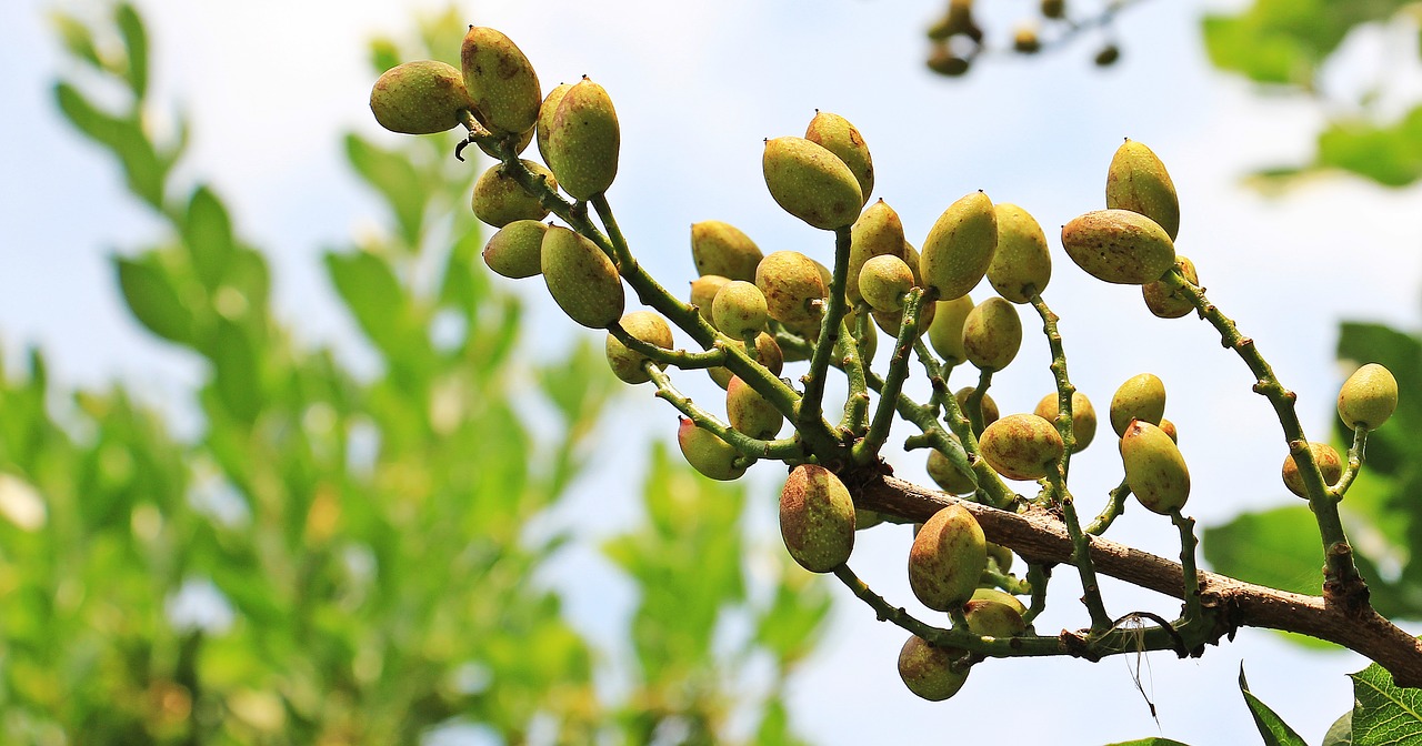 pistachios pistachio tree tree free photo