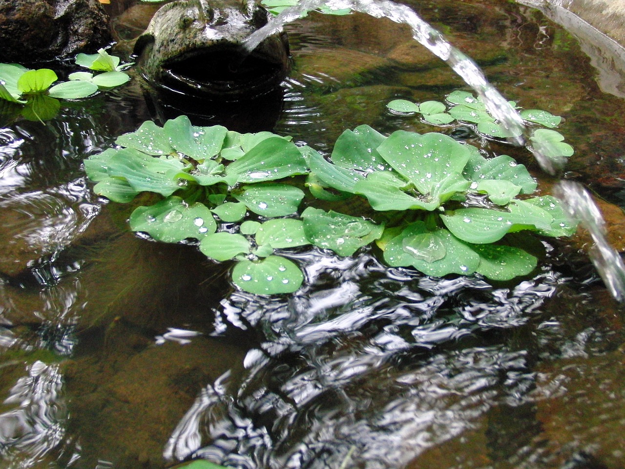 Очистки воды пруда. Пистия телорезовидная (водяной латук). Водное растение пистия. Пистия эйхорния.