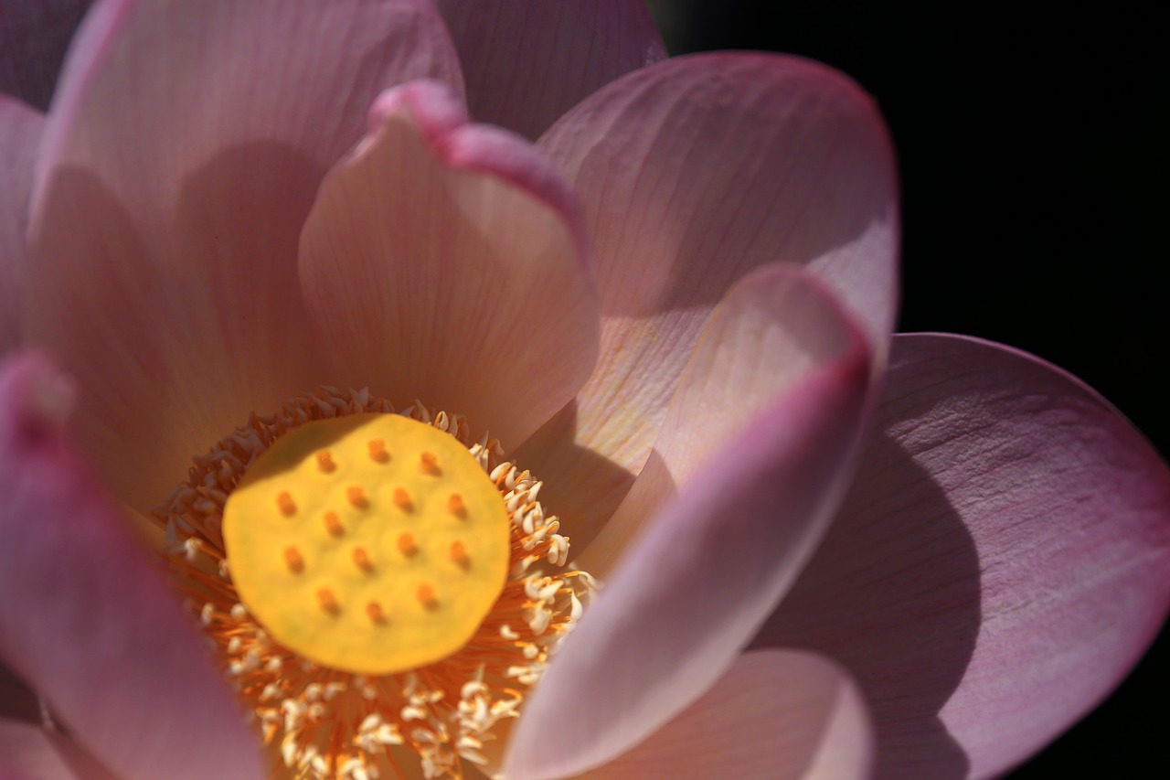 pistil lotus bright free photo