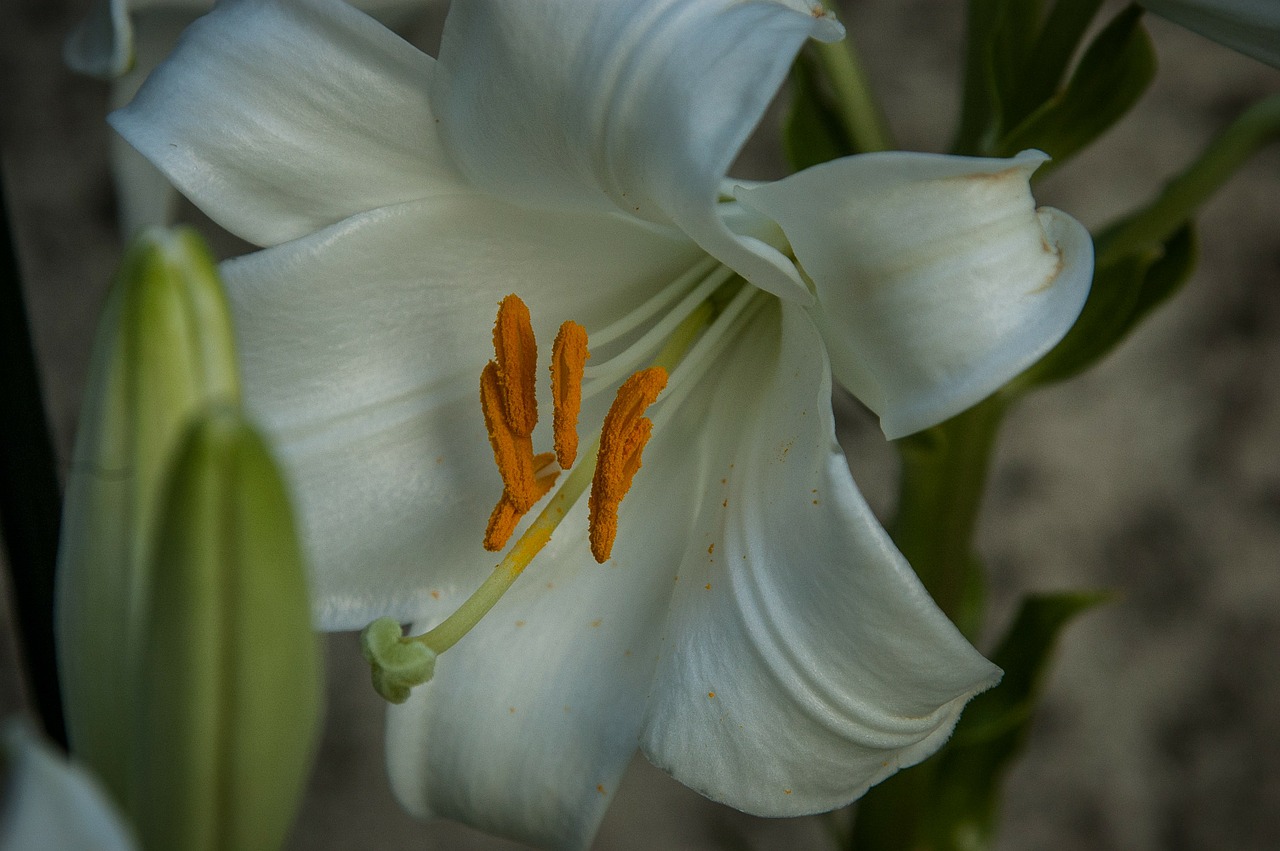 pistil lily white free photo