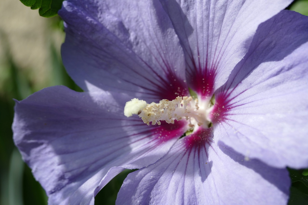 pistil hibiscus mallow free photo