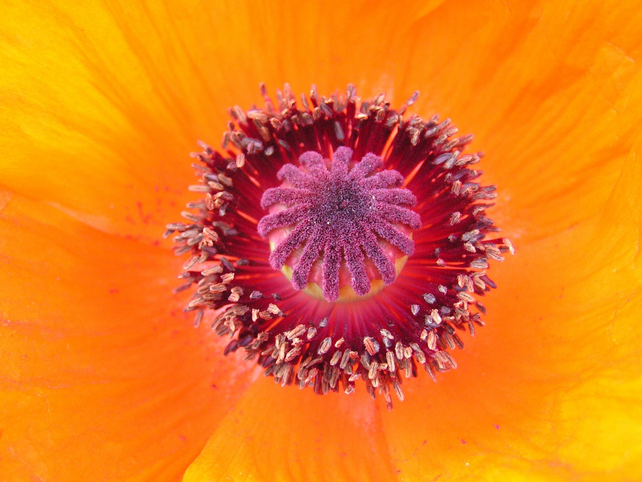 pistil tulip pollen free photo