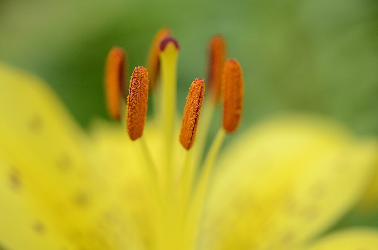 pistil flower blooming free photo