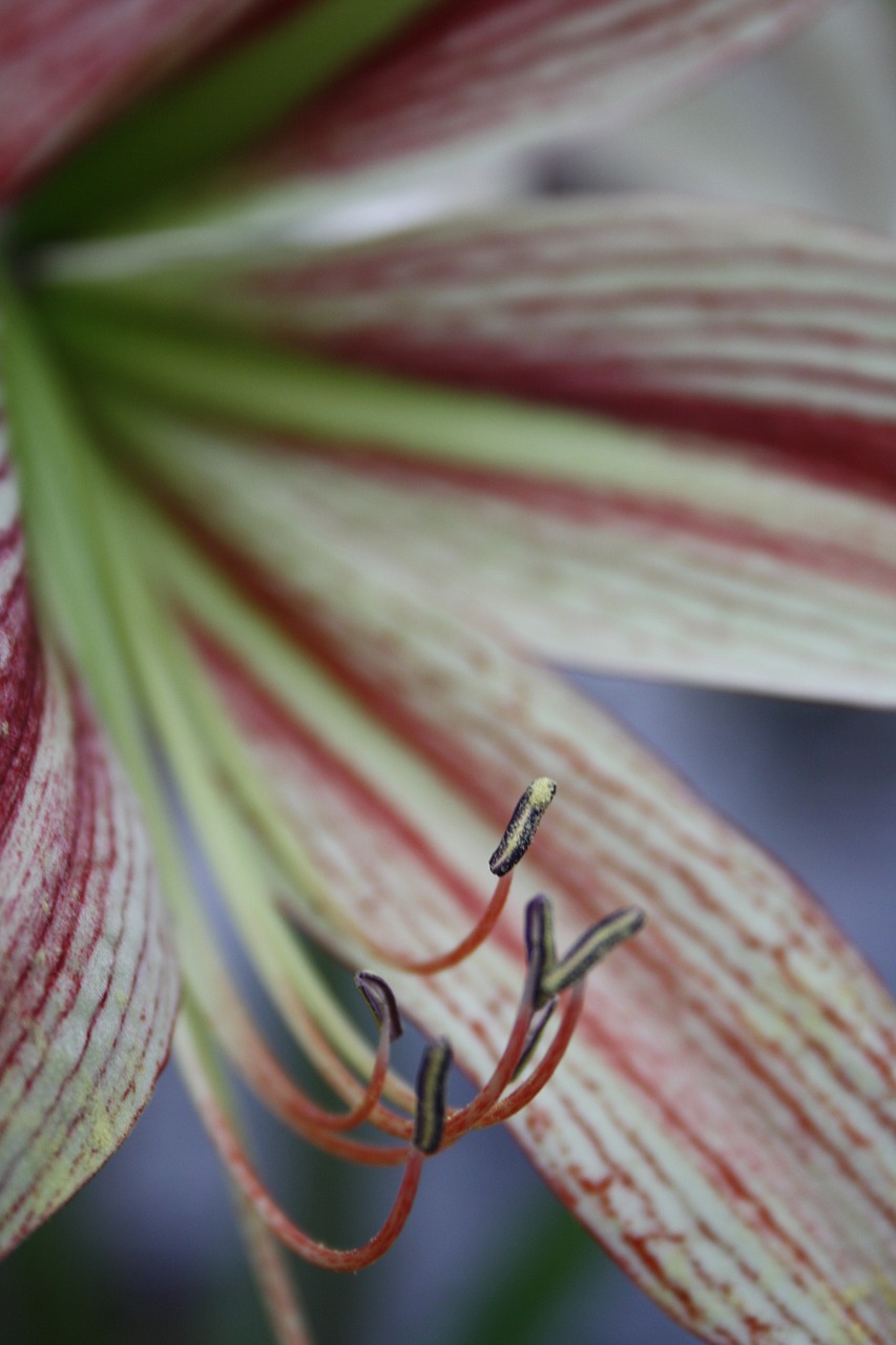 pistil blossom bloom free photo