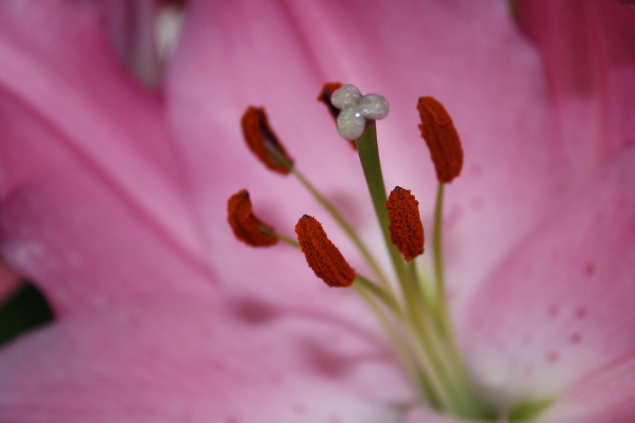 pistil pollen macro free photo