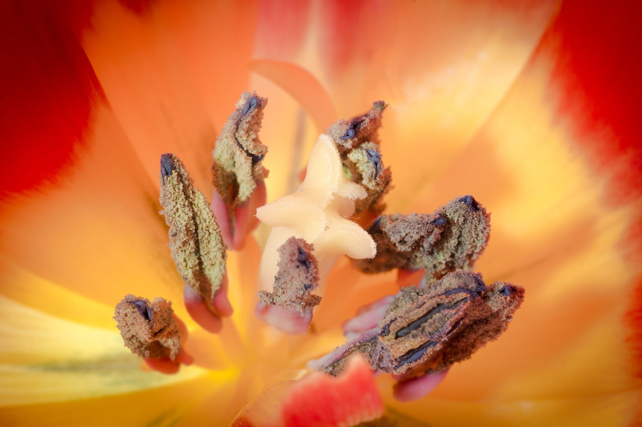 pistil pollen tulip free photo