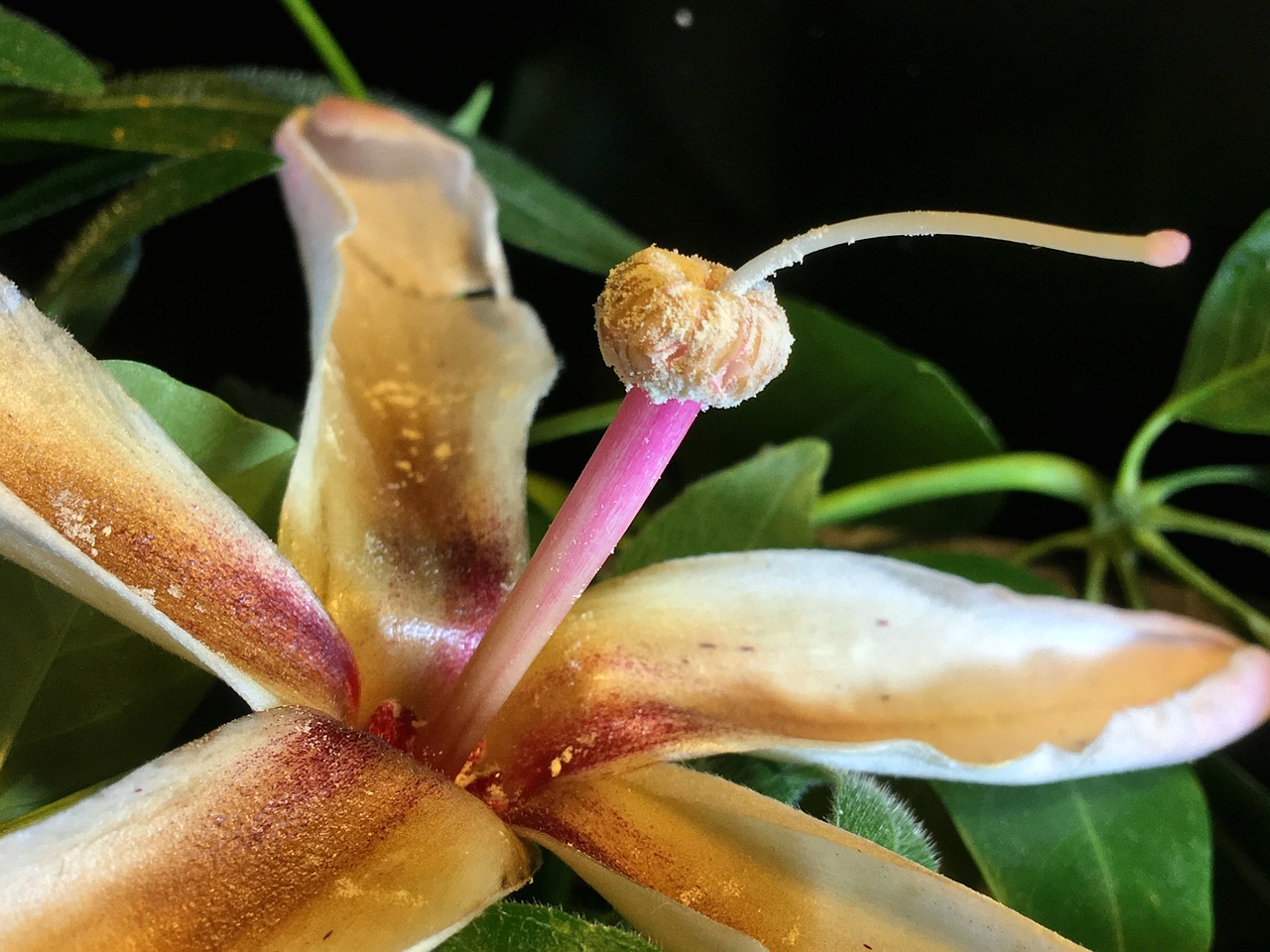 pistil  white flower  flowering free photo