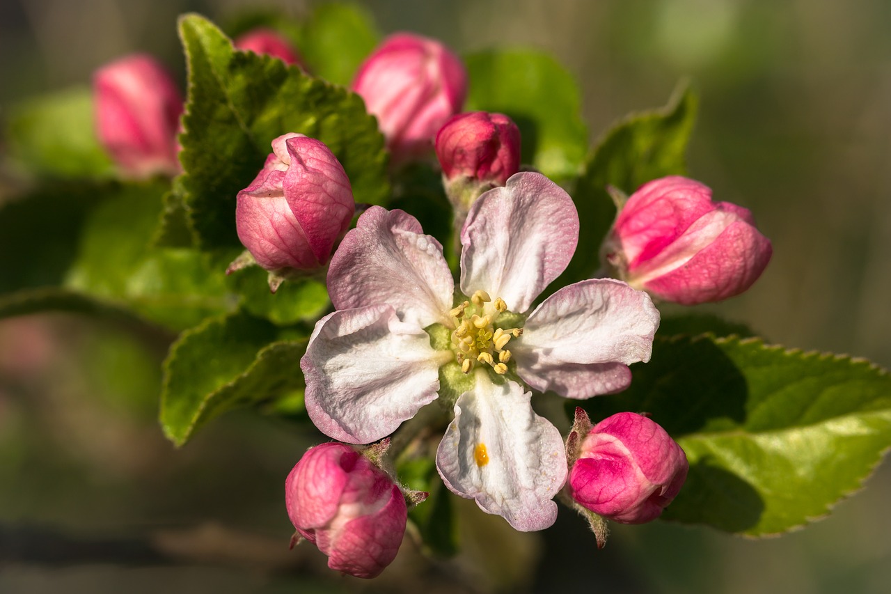 pistil  apple blossom  apple tree free photo