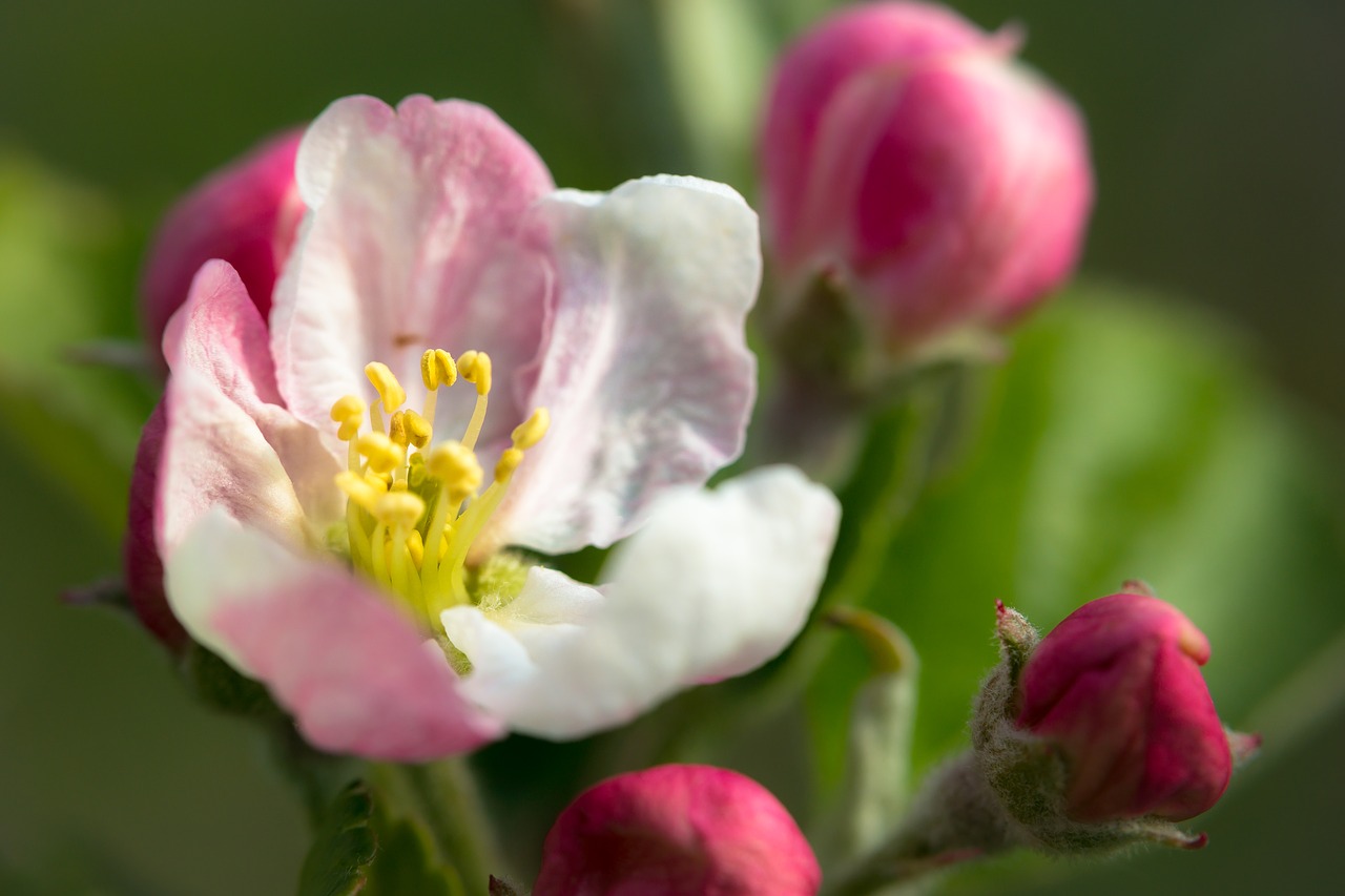 pistil  apple blossom  apple tree free photo