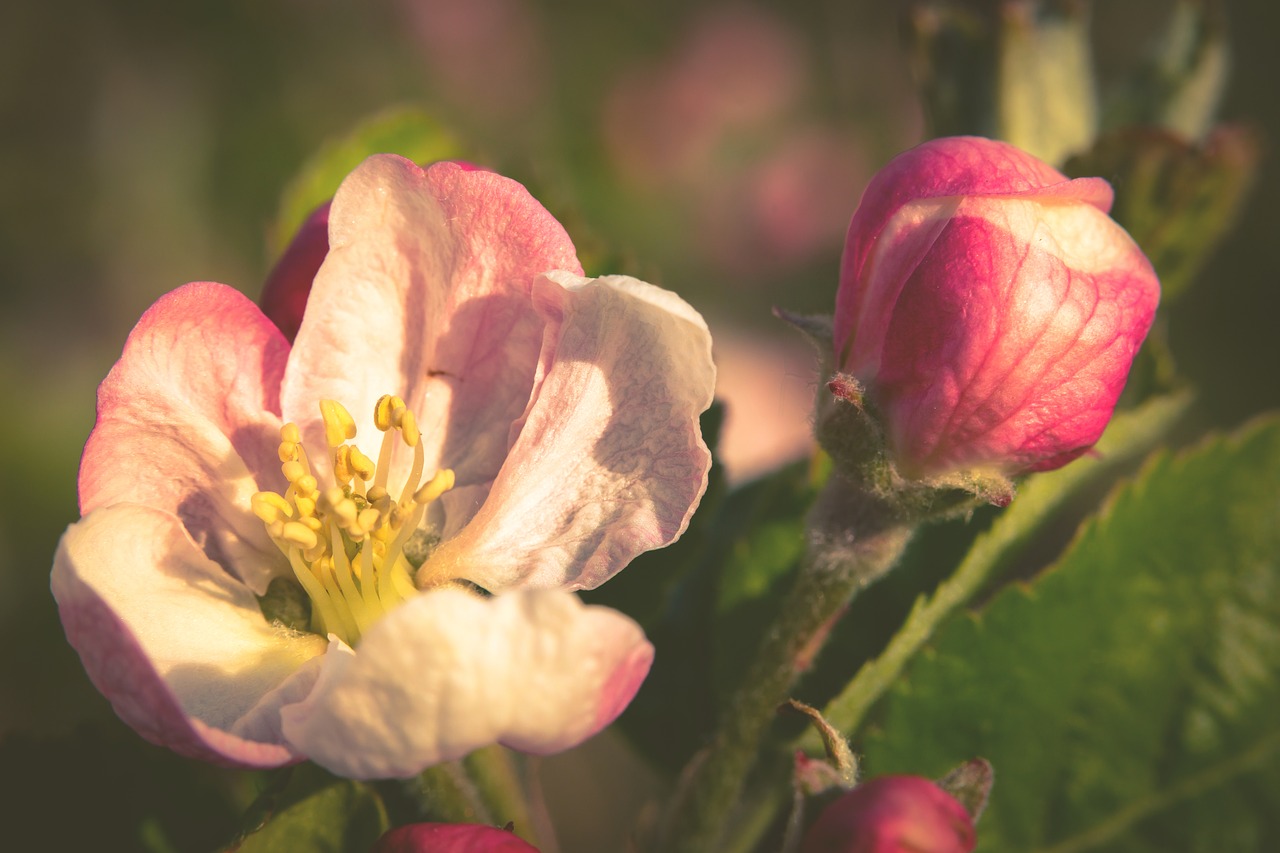 pistil  apple blossom  apple tree free photo