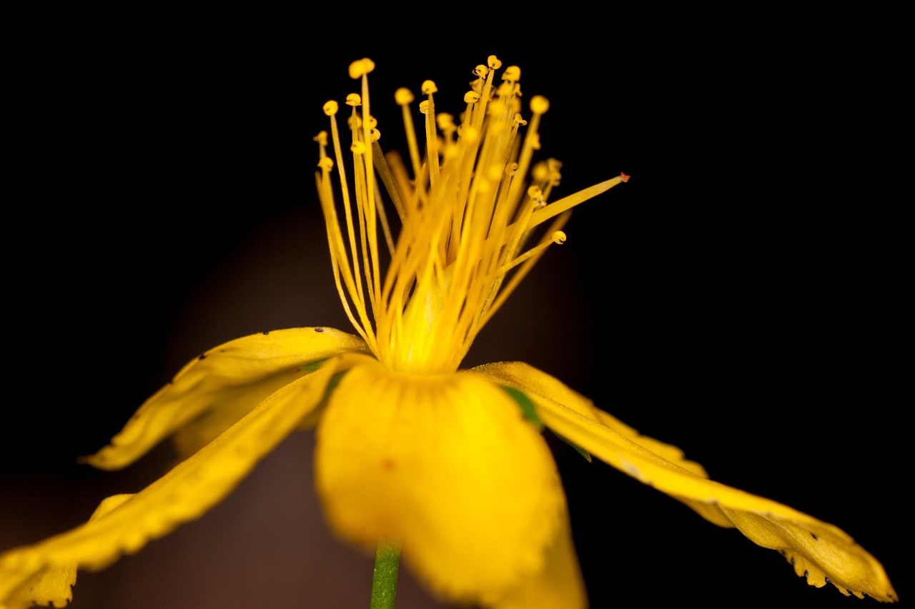 pistil flower yellow free photo