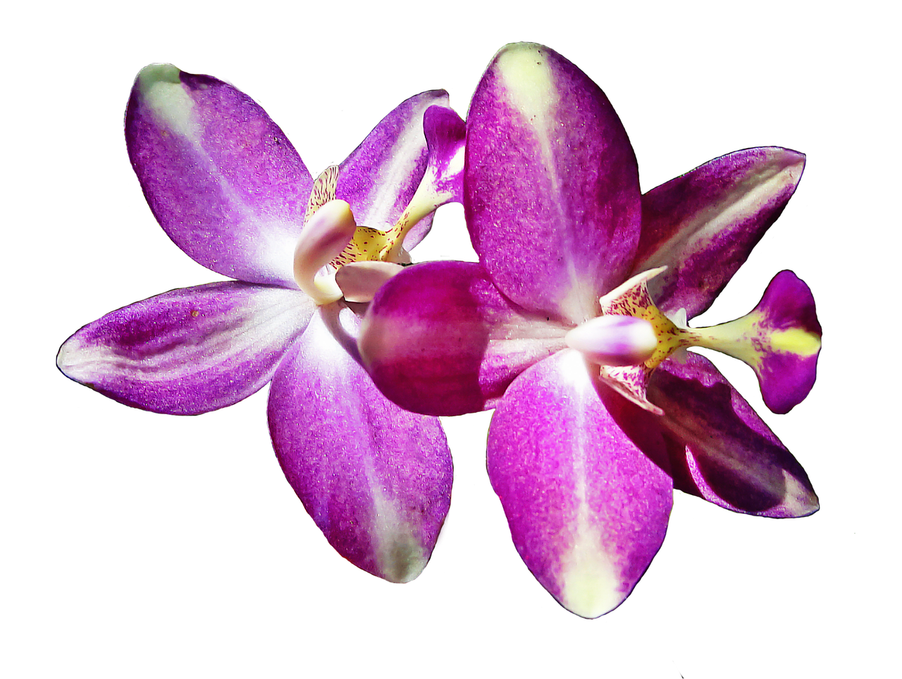 pistil petals orchid free photo