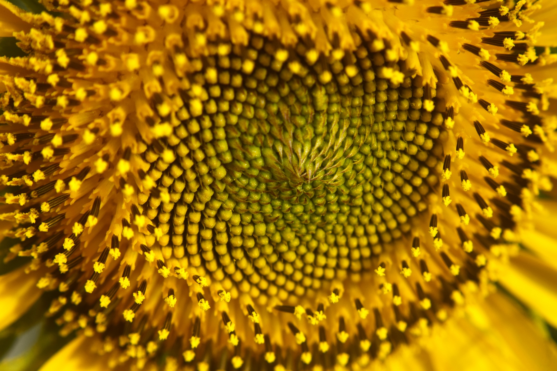 sunflower nature pistil free photo