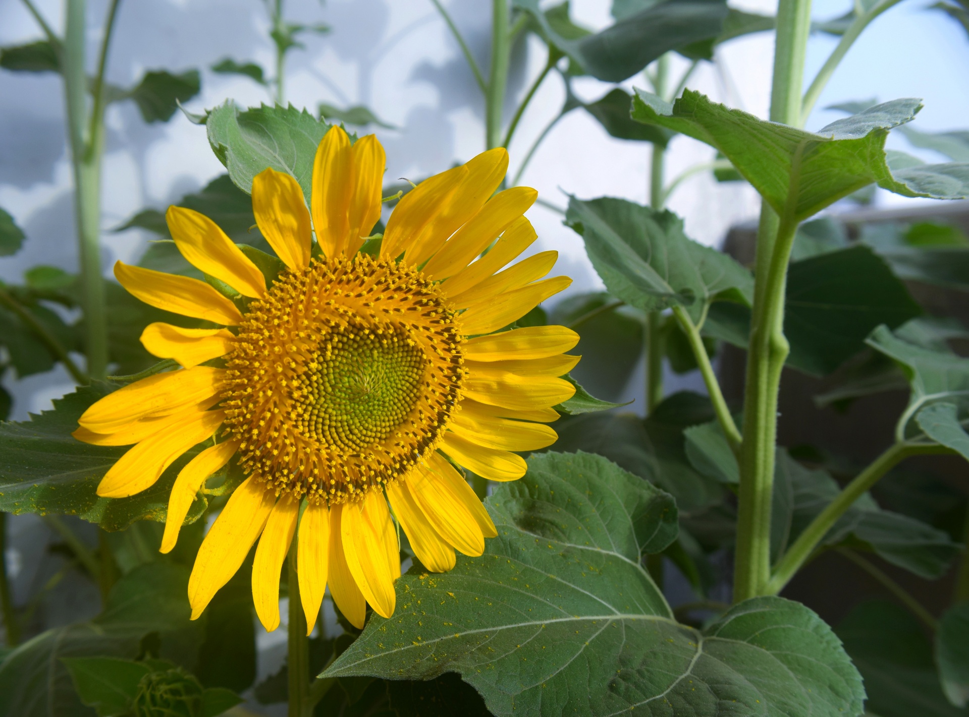 sunflower flower nature free photo