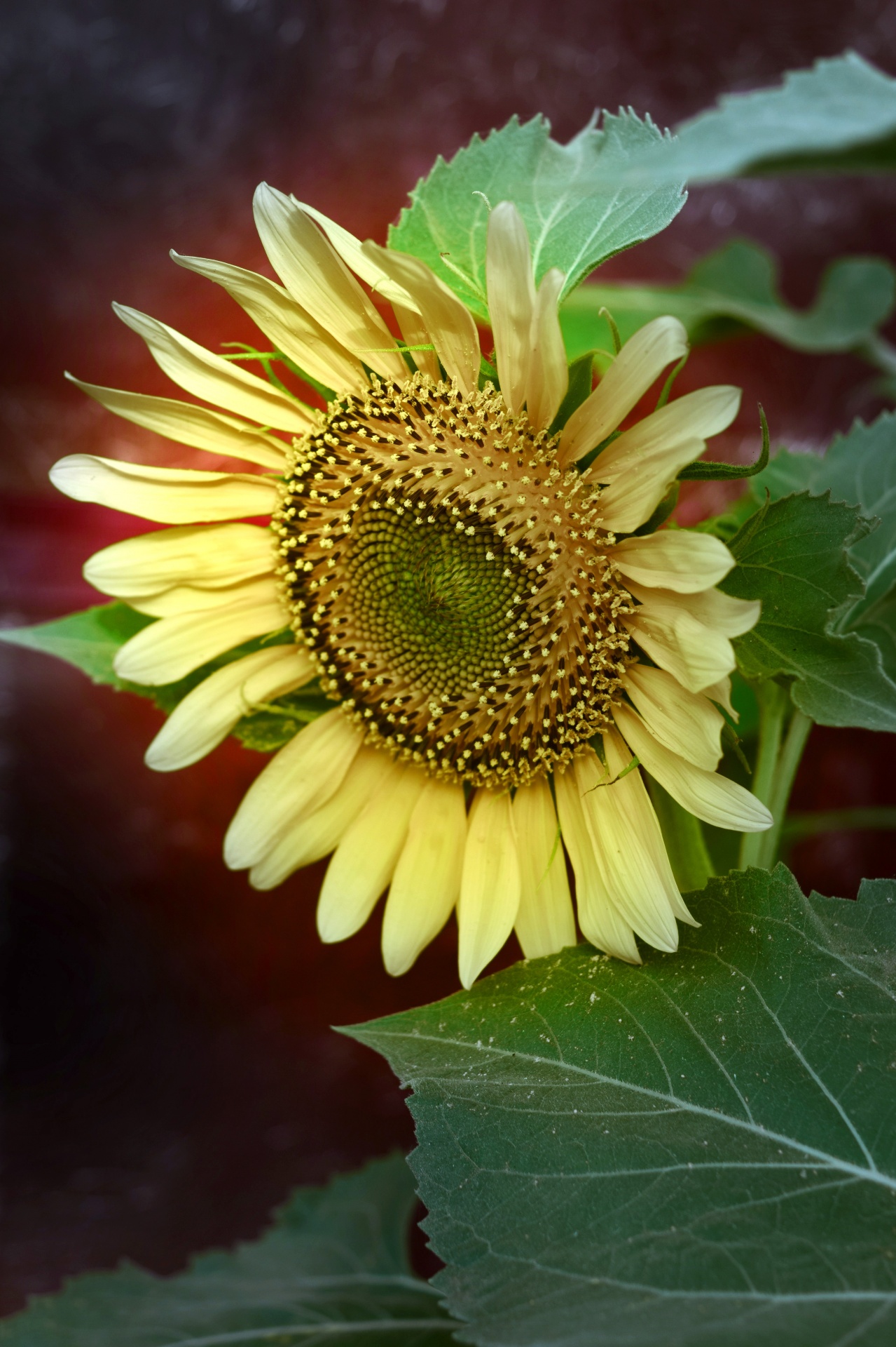 sunflower flower nature free photo