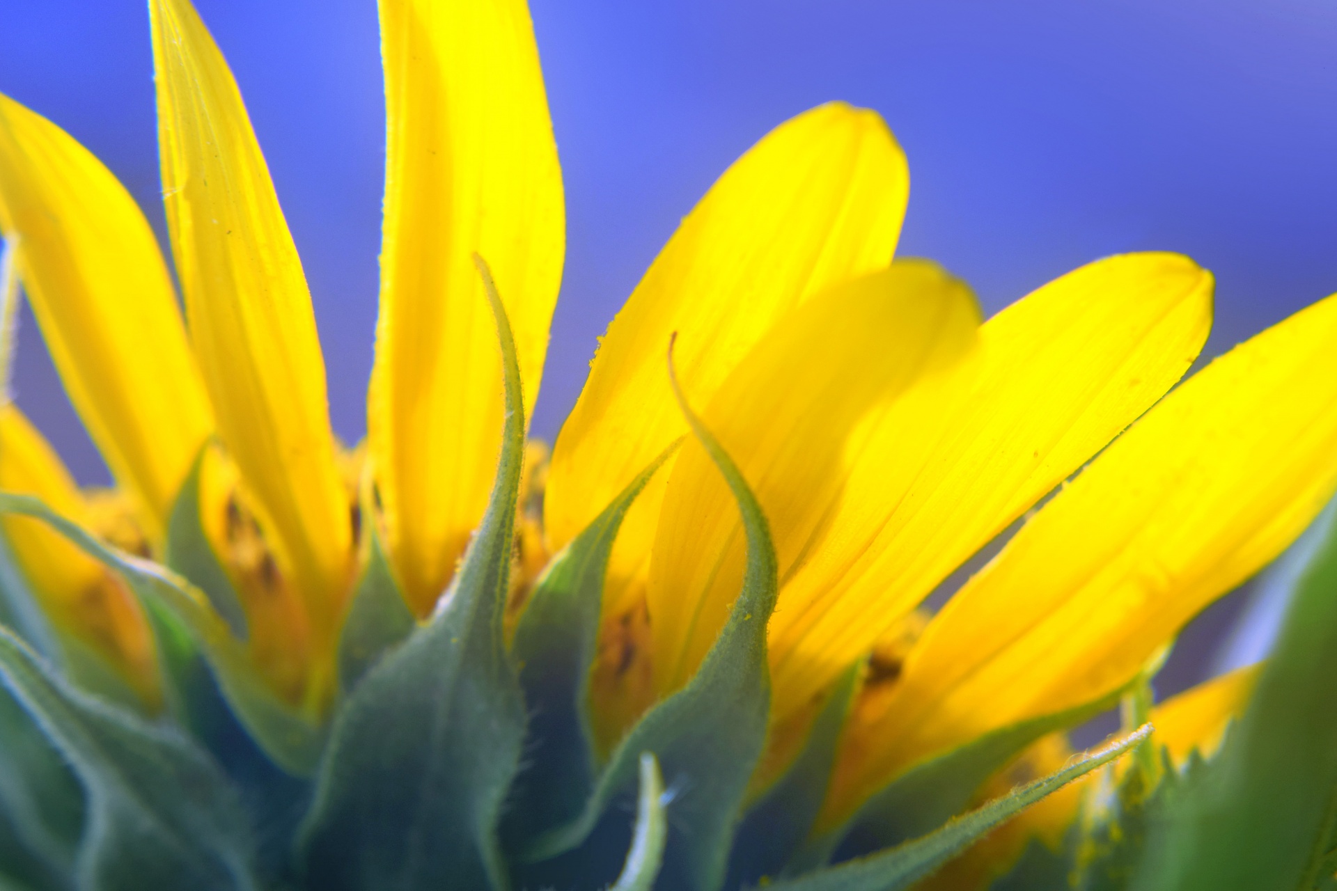 sunflower flower nature free photo