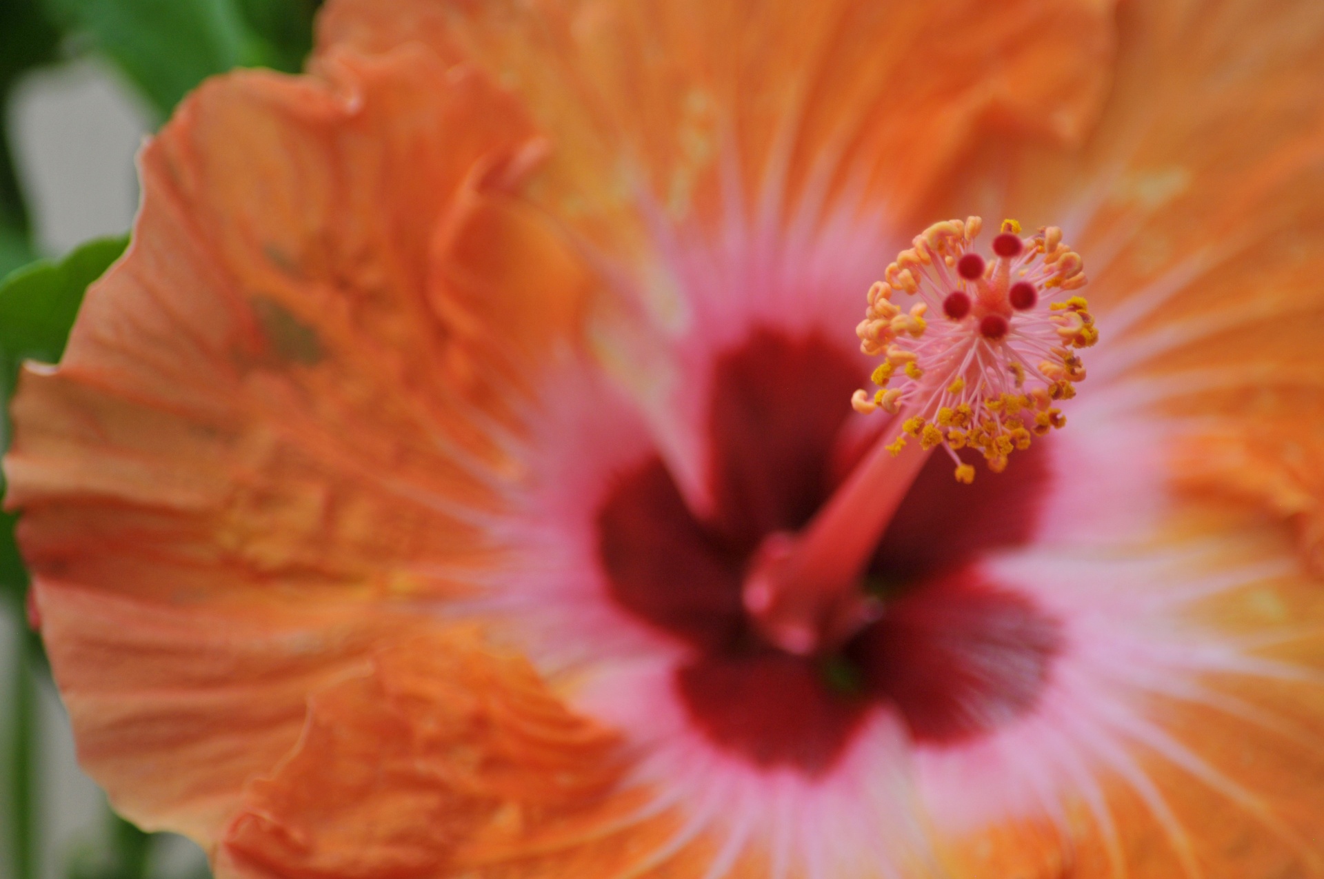 hibiscus orange pink free photo