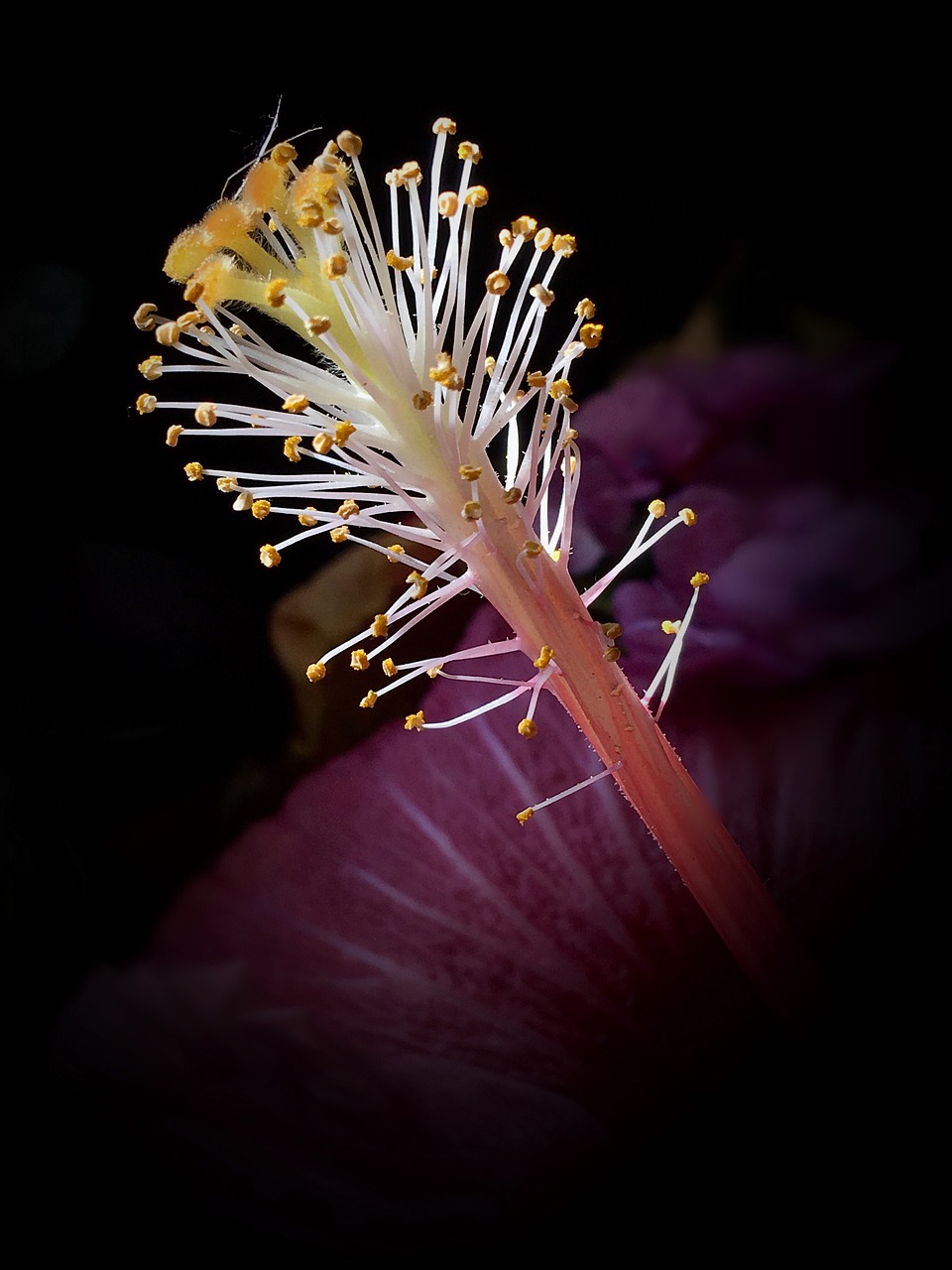 pistils  stamens  ibisco free photo