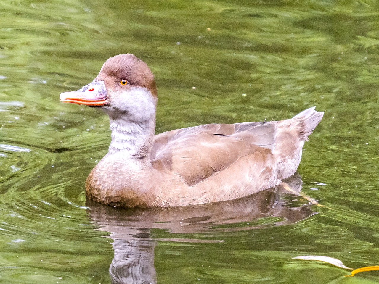 piston duck duck bird free photo