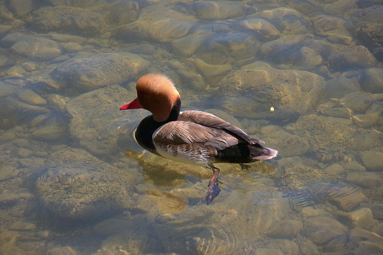 piston duck netta rafina duck bird free photo