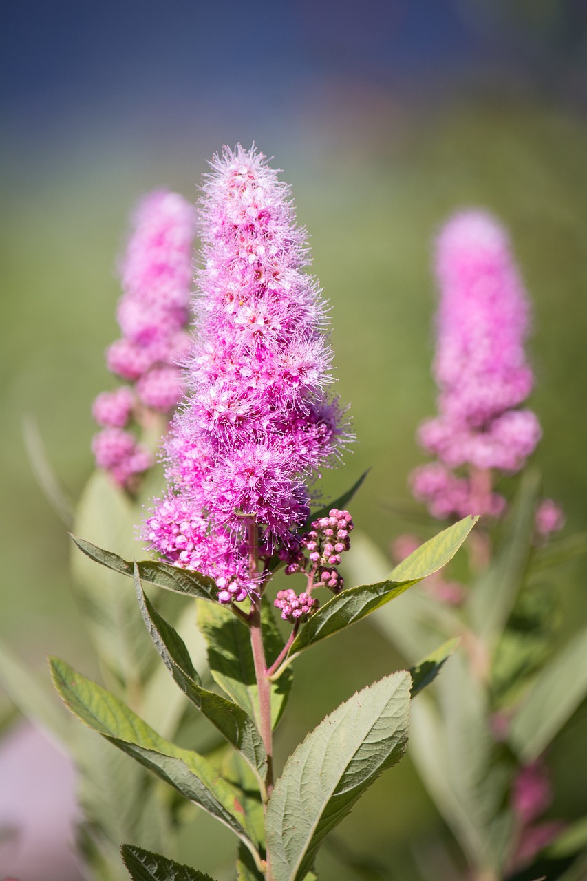 piston spiere bush ornamental shrub free photo