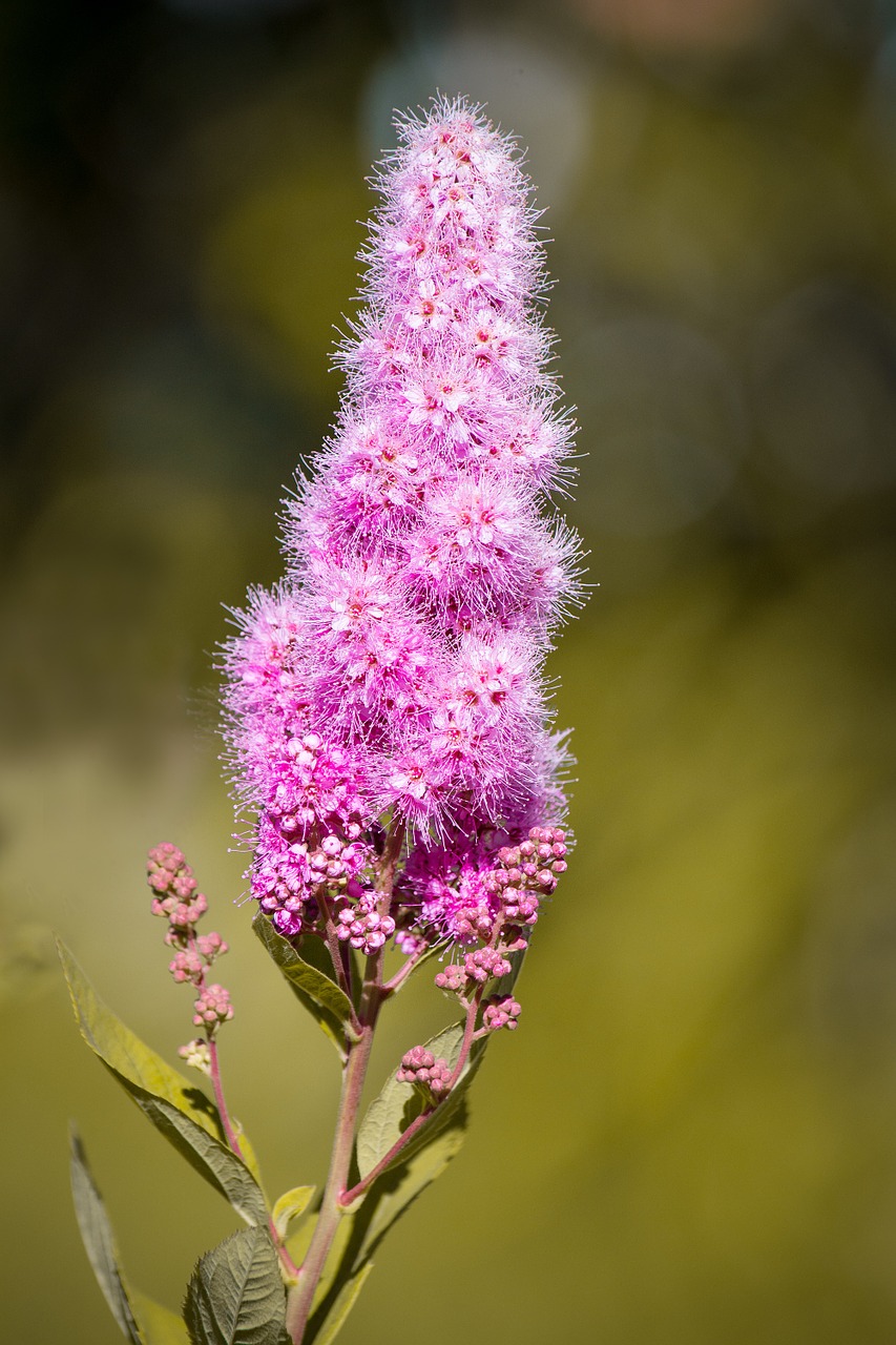 piston spiere bush ornamental shrub free photo