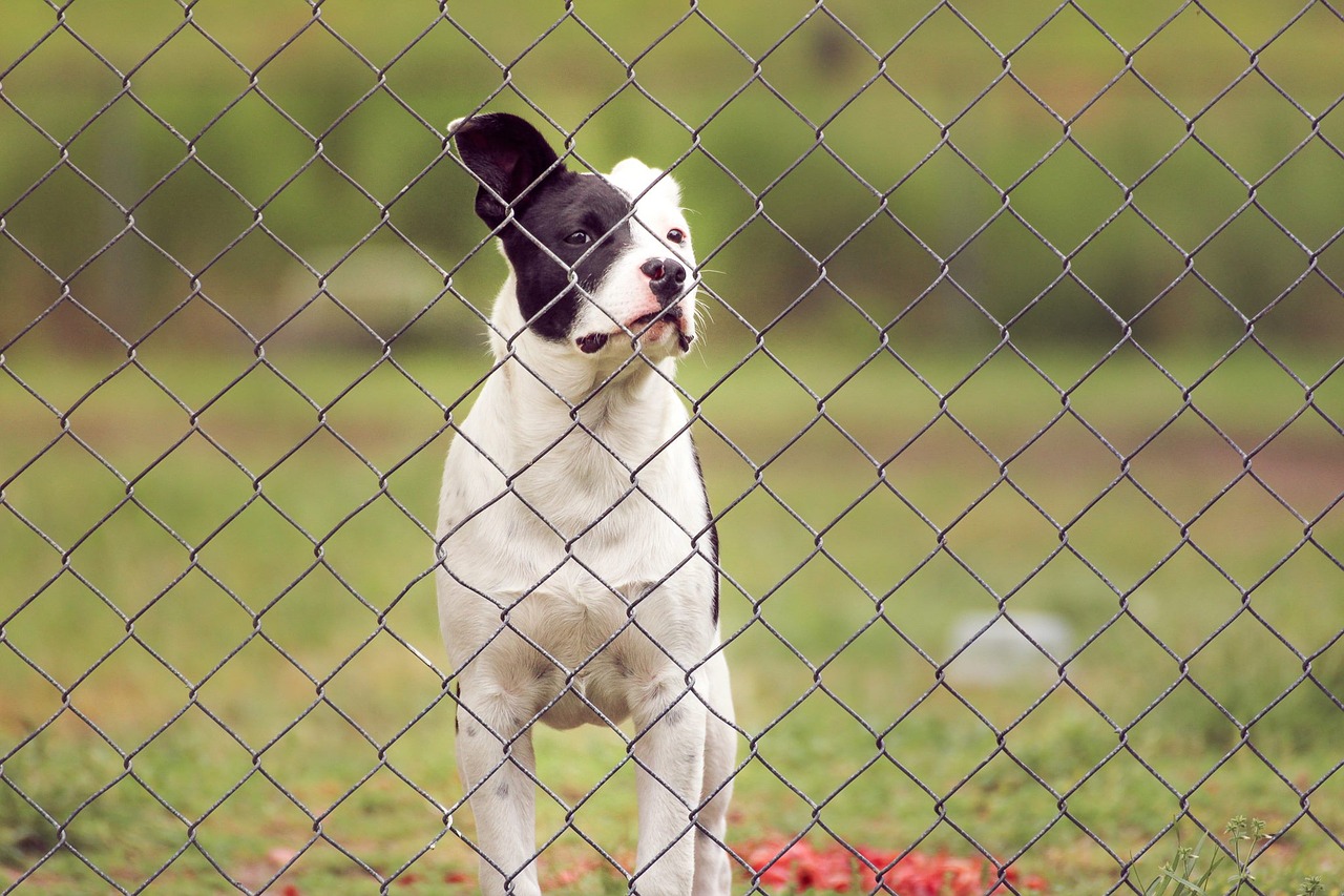 pit puppy dog free photo