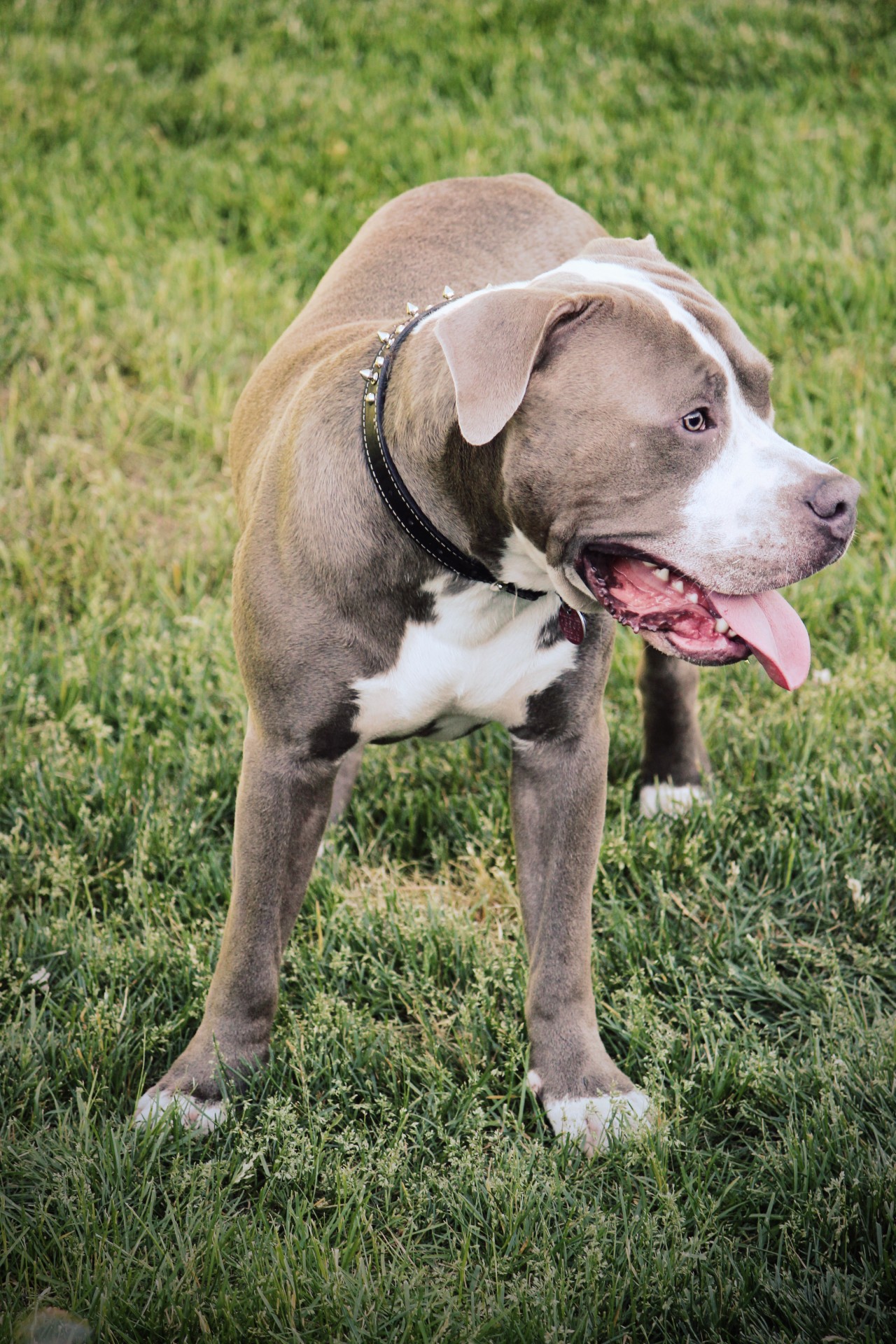 pit bull dog standing free photo