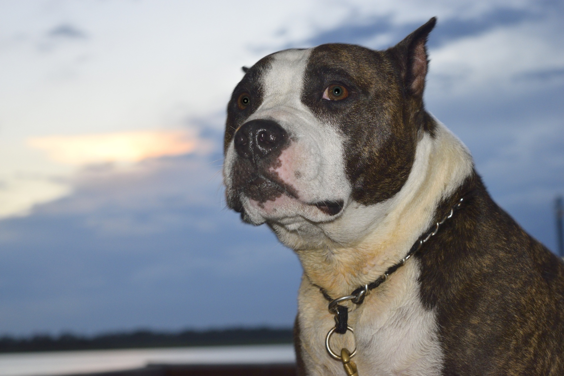 pit bull dog breed free photo