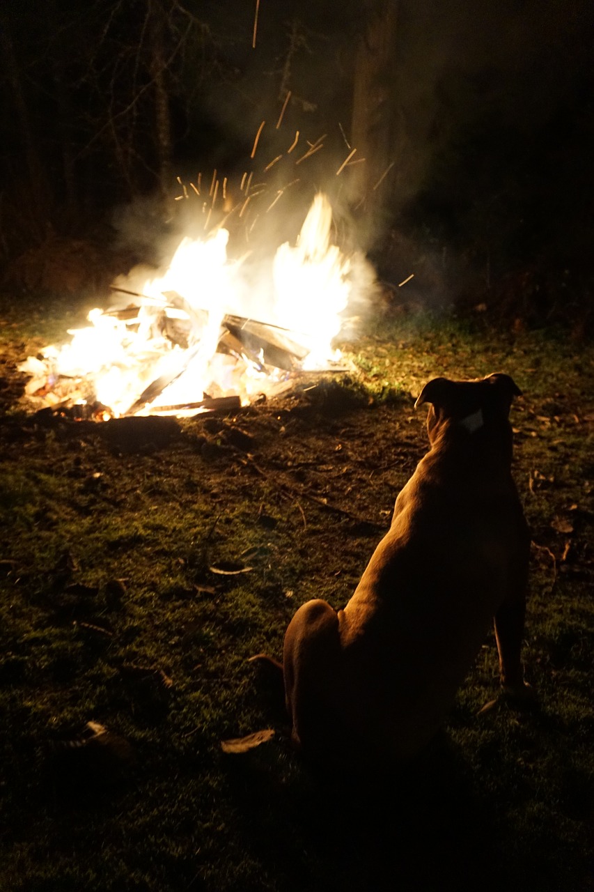 pit bull bonfire dark free photo