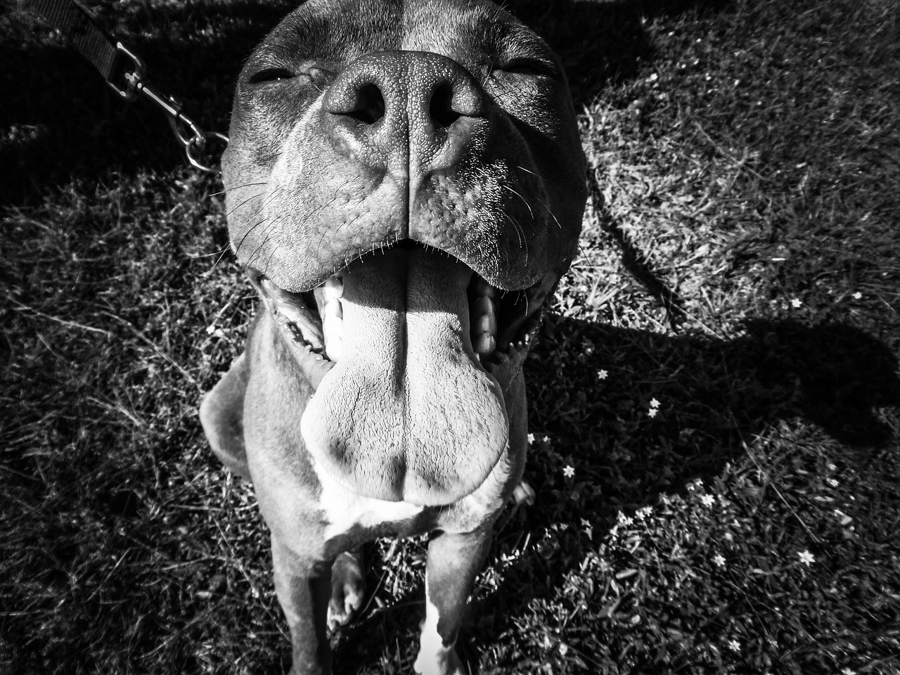 pit bull terrier mix head free photo