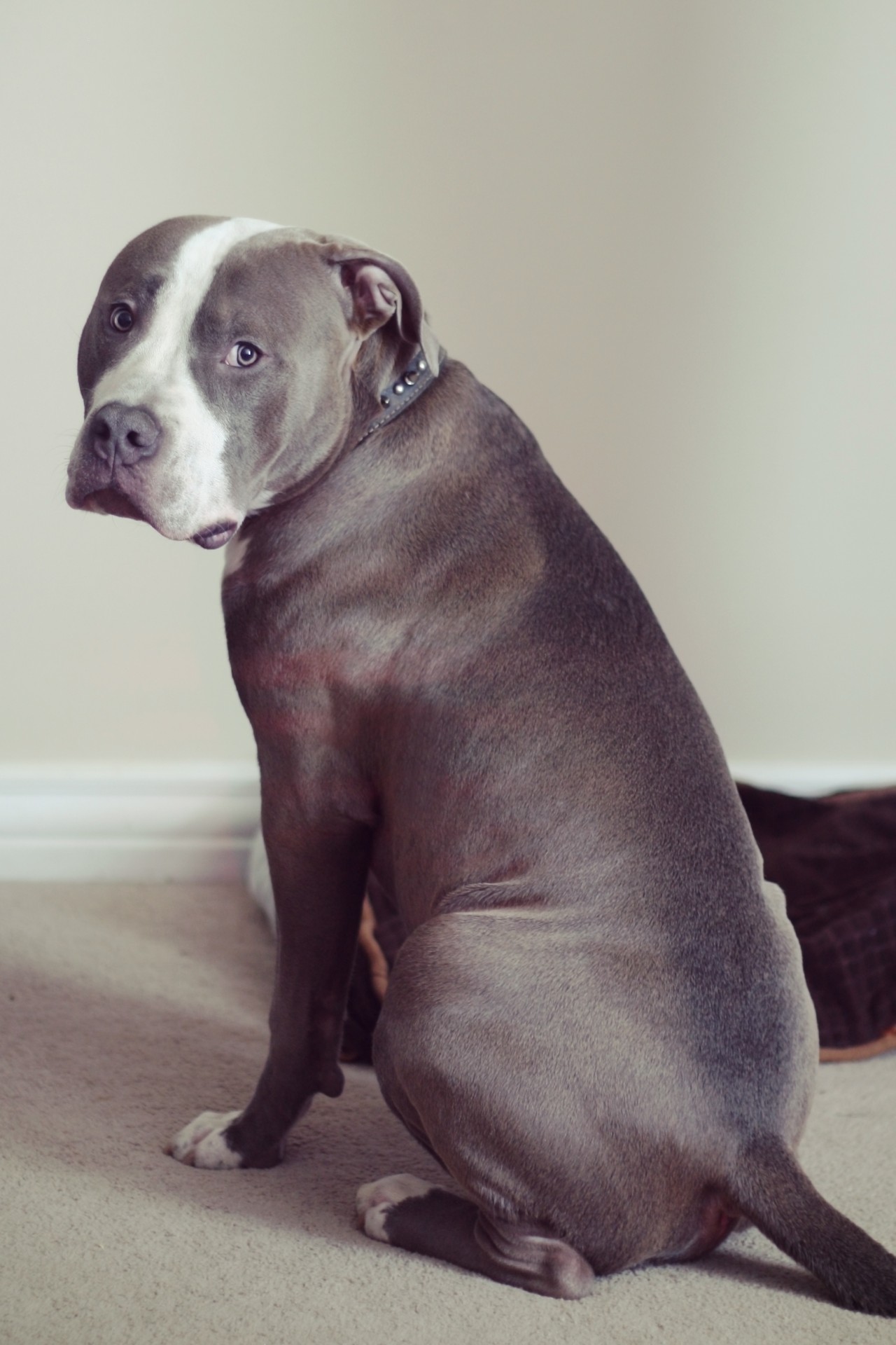 pit bull dog sitting free photo