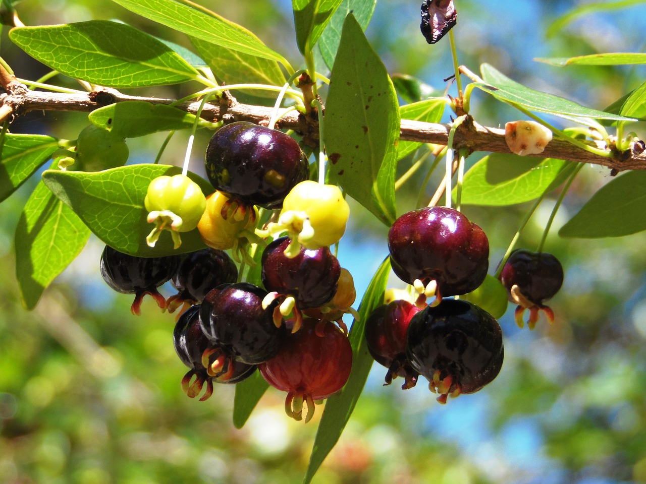 pitanga fruit wild pitanguero free photo