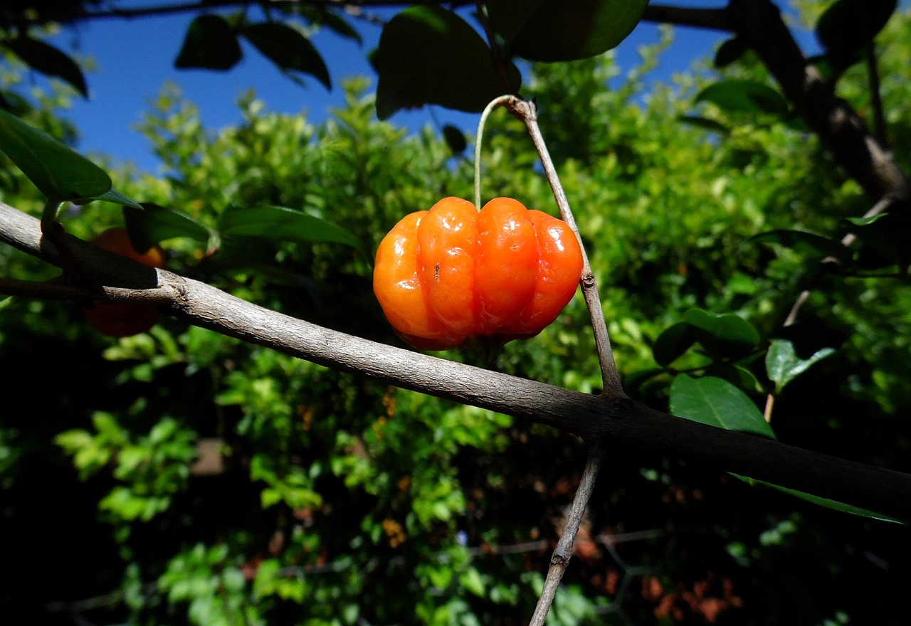 pitangueira tree cherry free photo