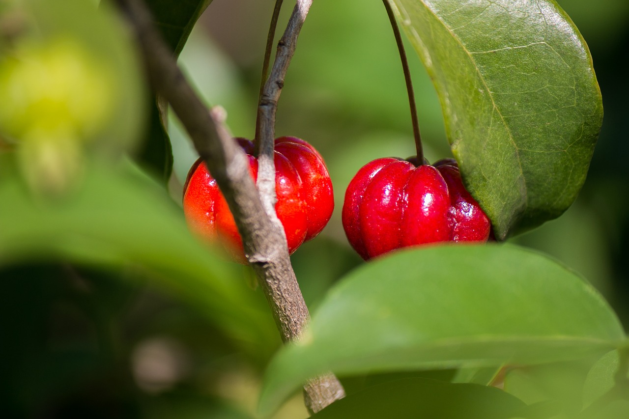 pitangueira cherry fruit free photo