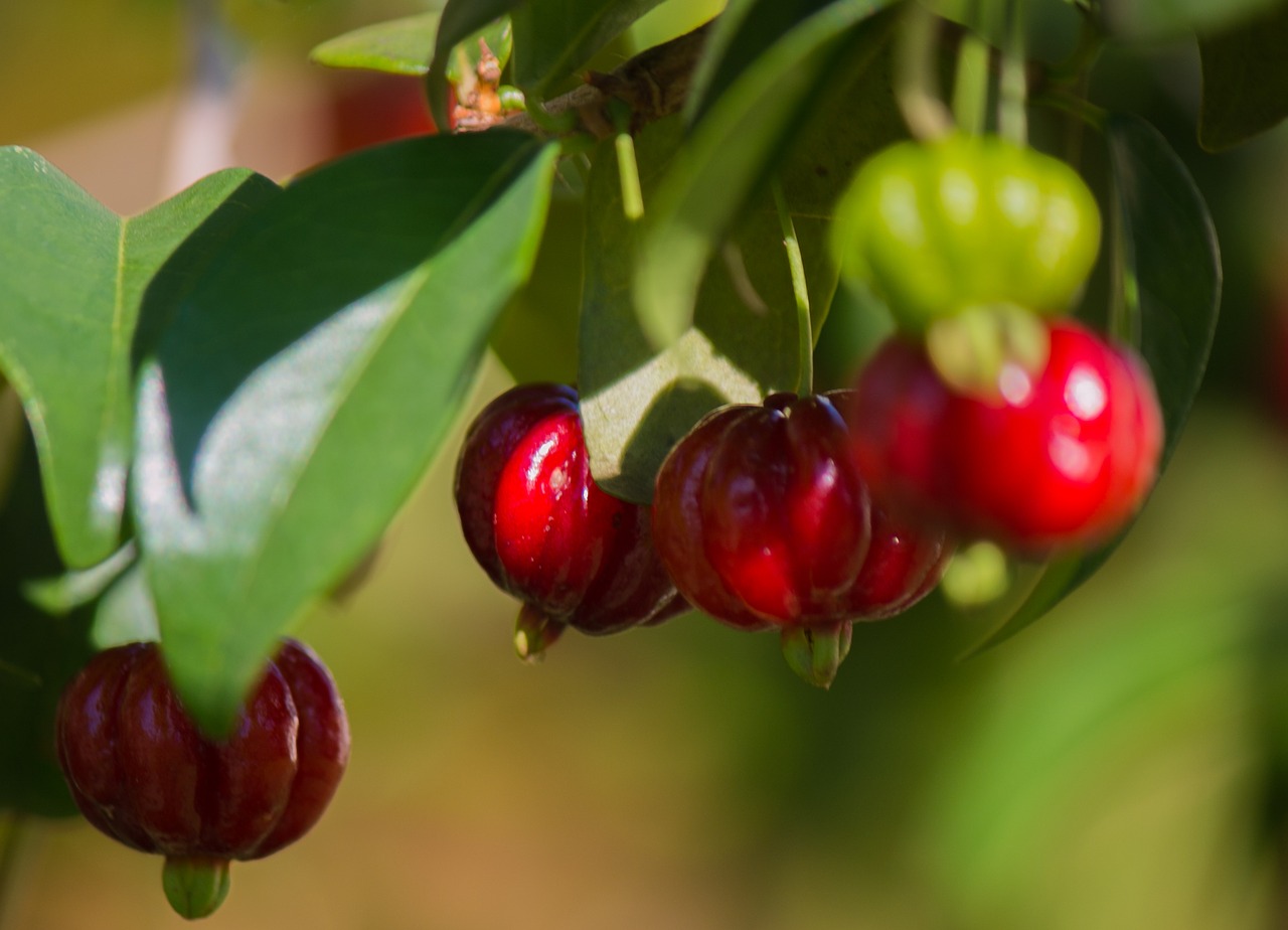 pitangueira cherry fruit free photo