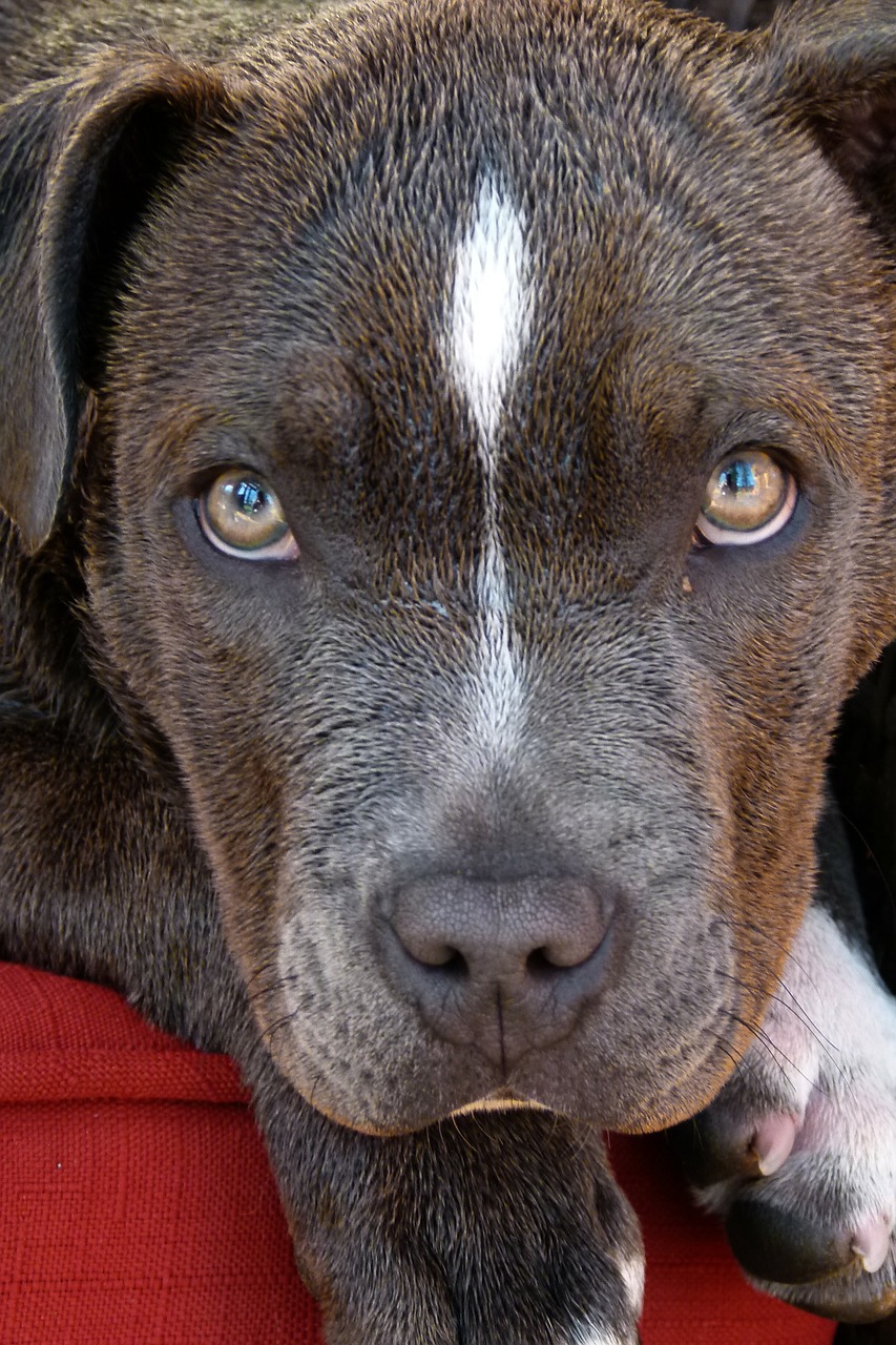 pitbull dog puppy free photo