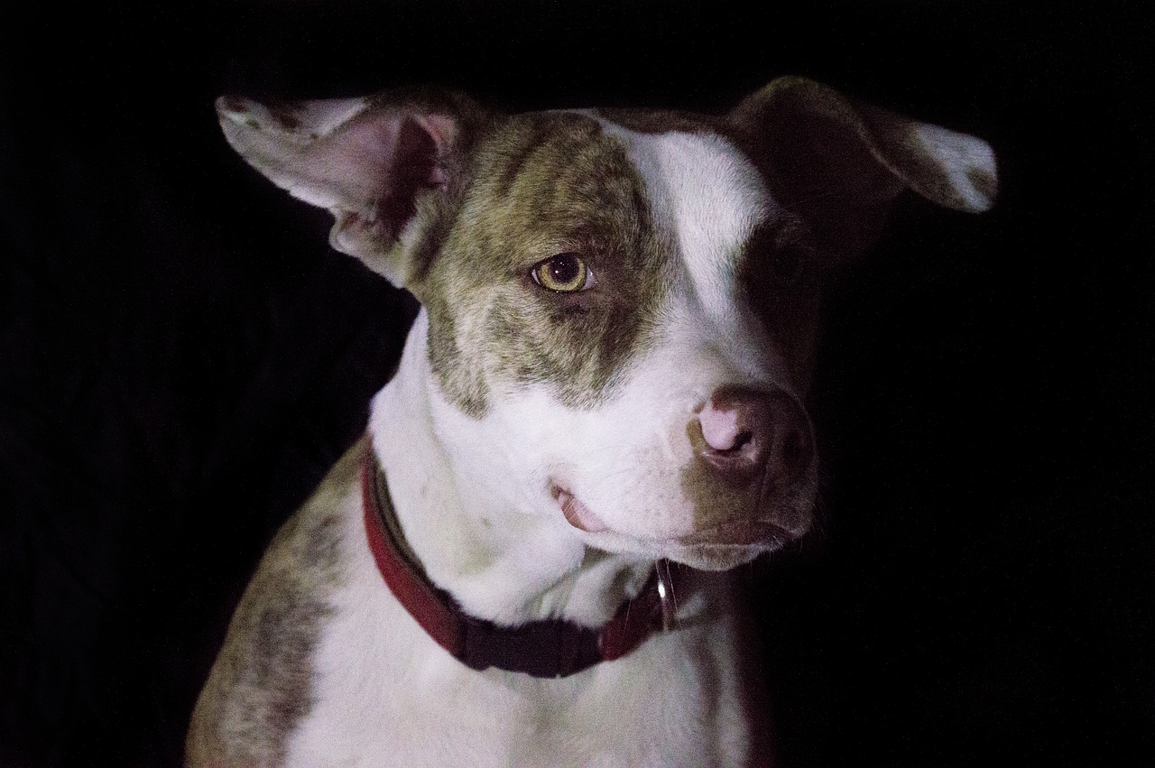 pitbull canine female free photo