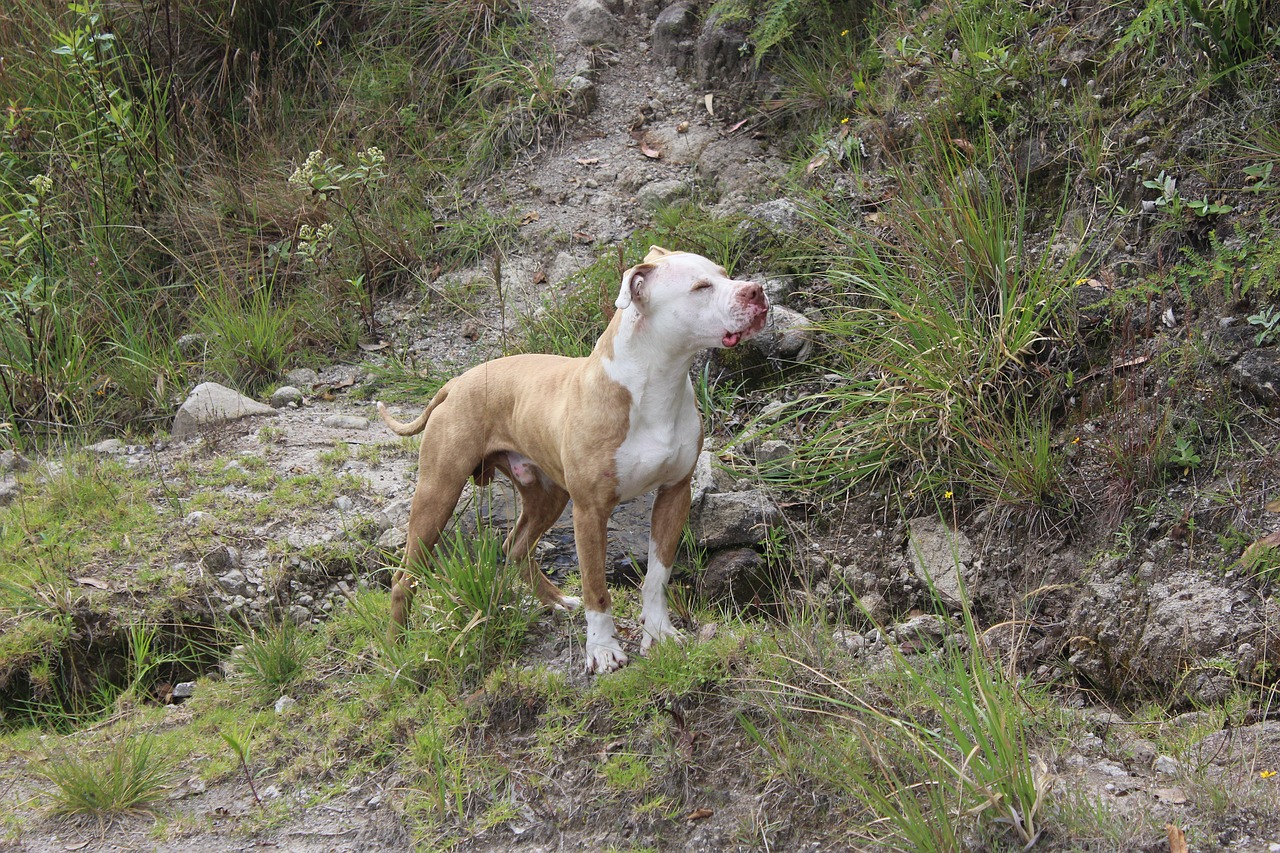 pitbull dog beastmode free photo