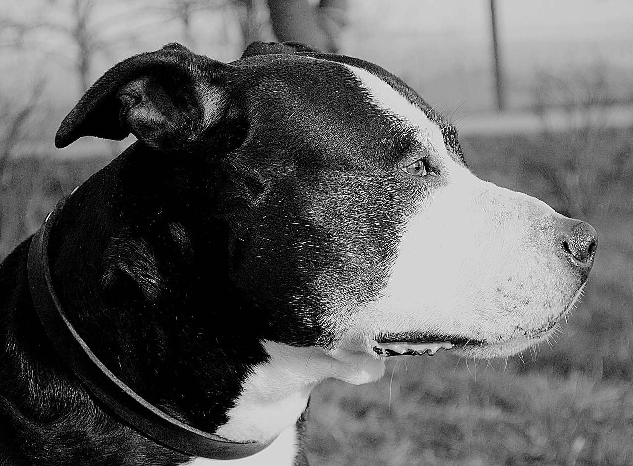 pitbull dog american staffordshire terrier free photo