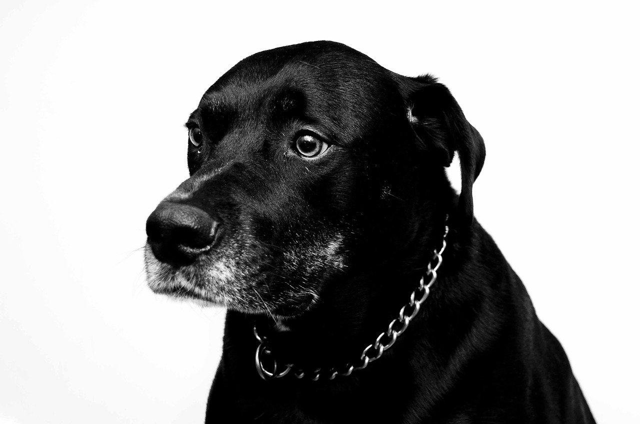 pitbull  rottweiler  mix free photo