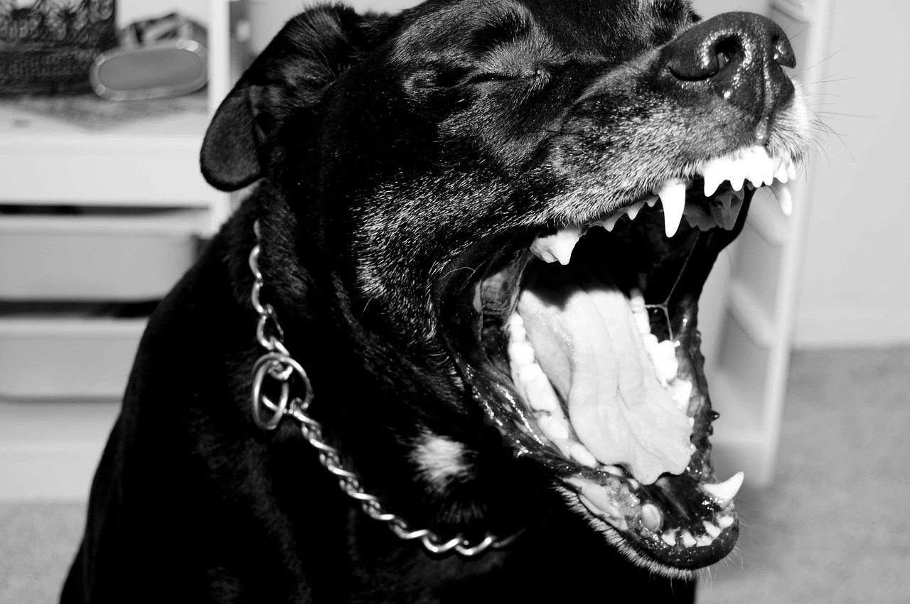 pitbull  rottweiler  mix free photo