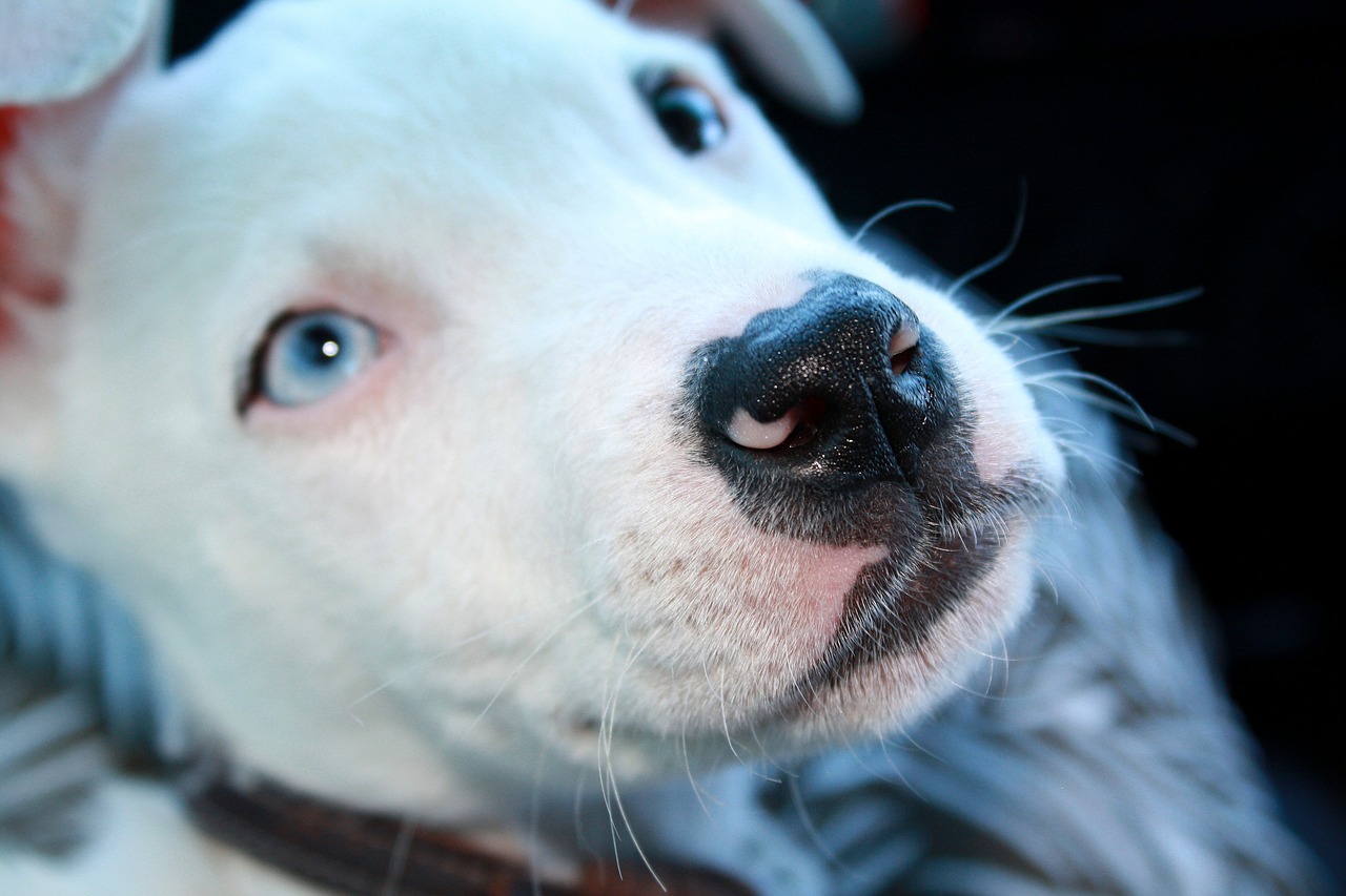 Pitbull,dog,animal,white,pit bull - free image from